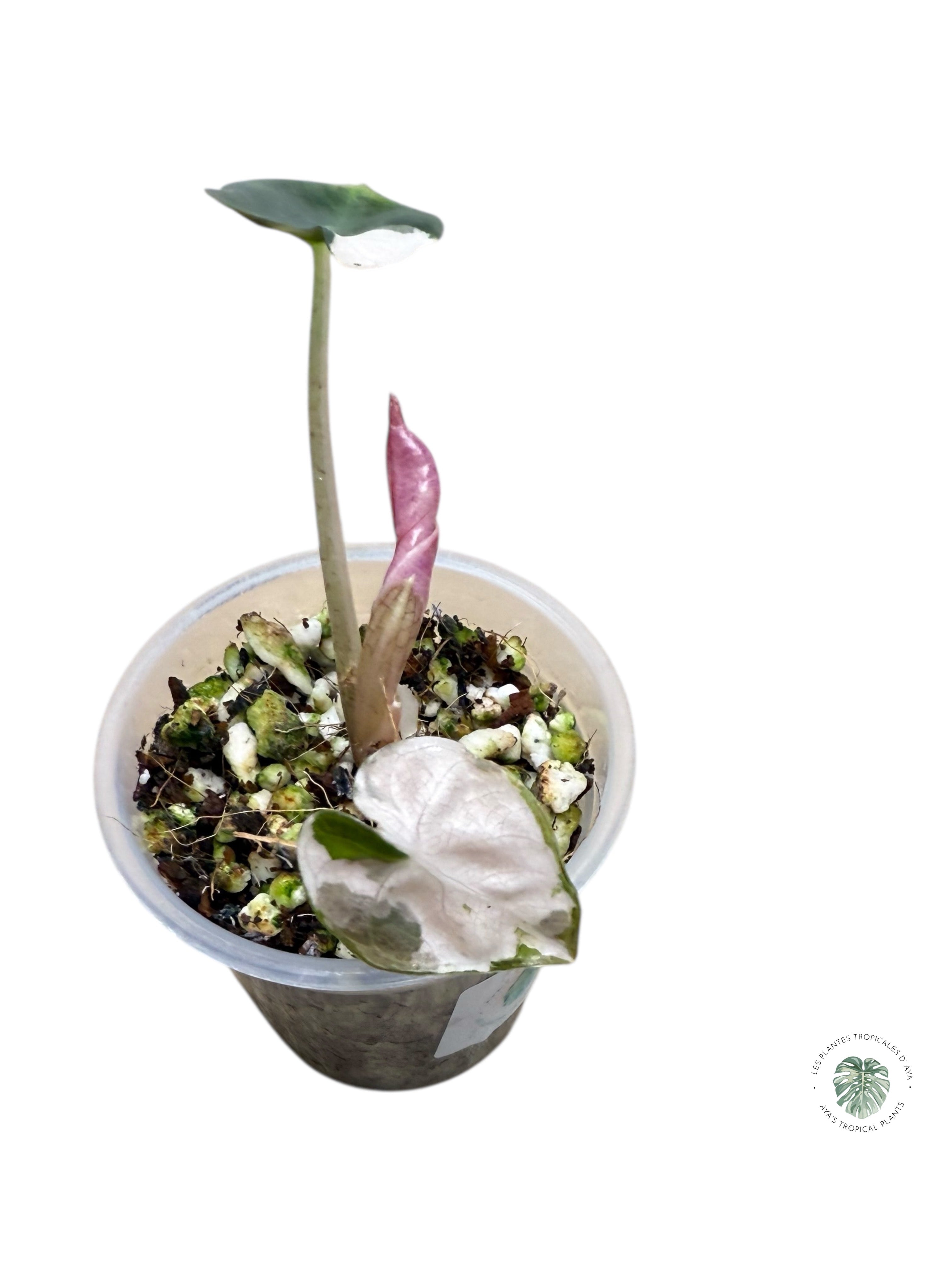 Alocasia Heart Balloon Pink variegated| Rare TC Plant| Aya's Tropical Plants