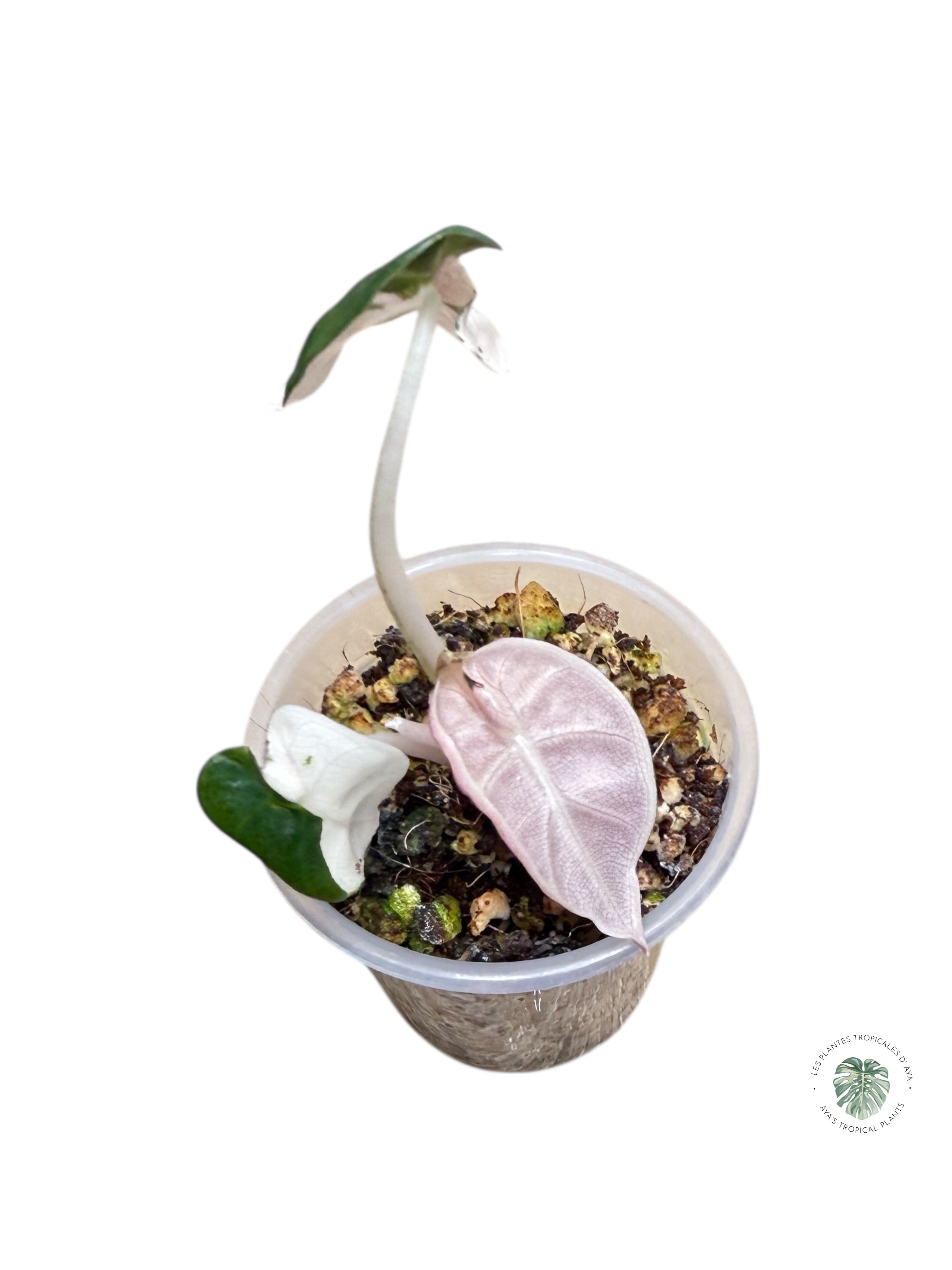 Alocasia Heart Balloon Pink variegated| Rare TC Plant| Aya's Tropical Plants