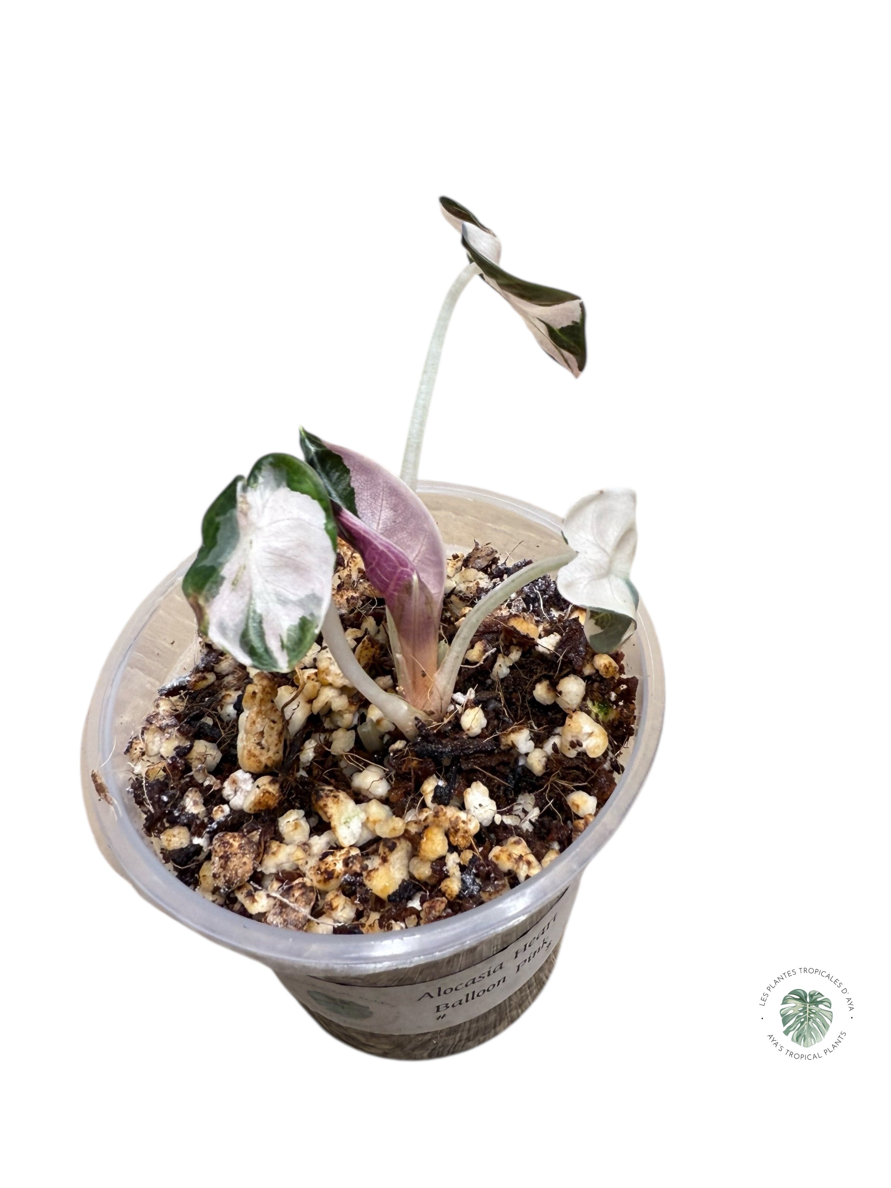 Alocasia Heart Balloon Pink variegated| Rare TC Plant| Aya's Tropical Plants