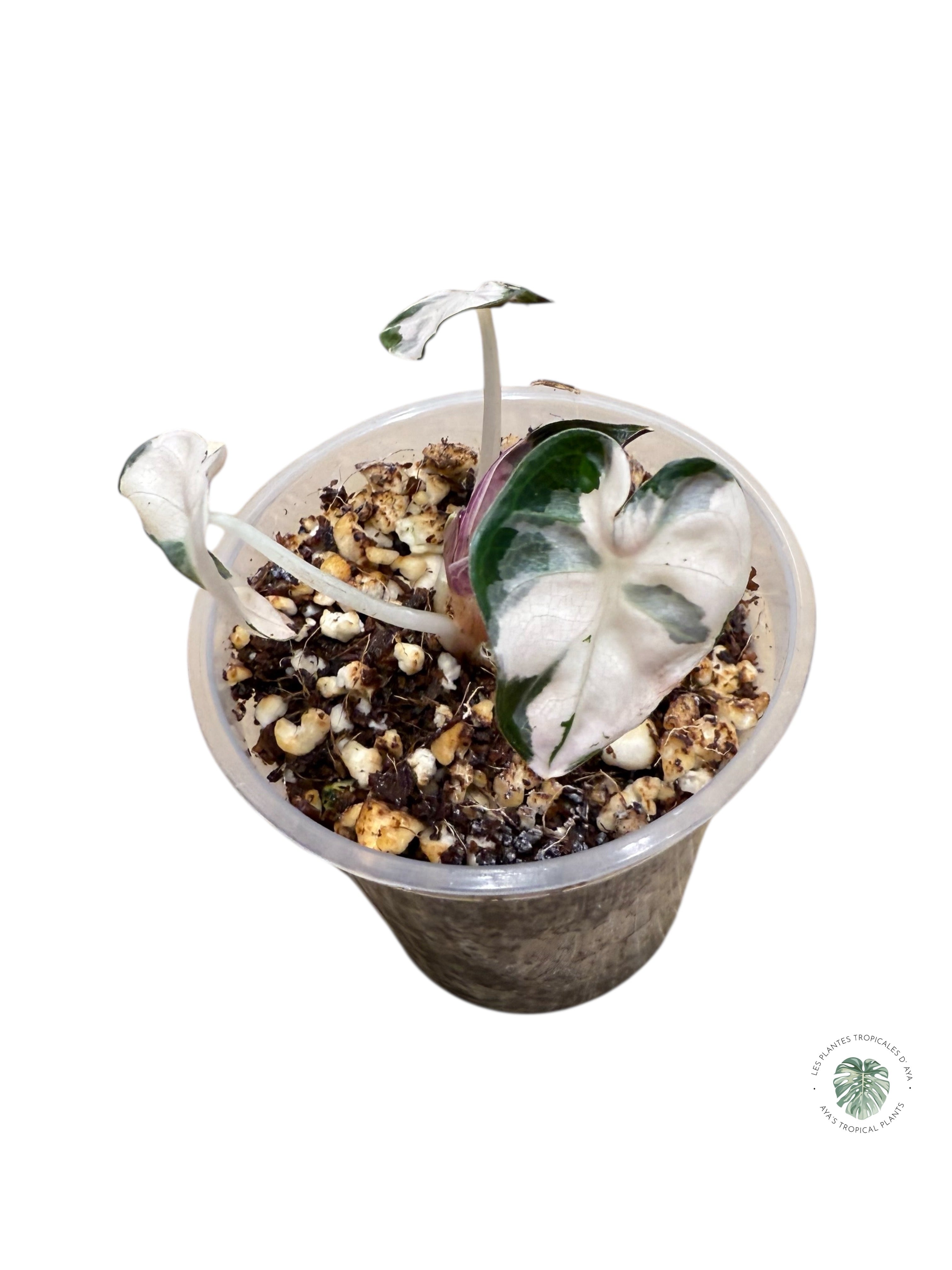 Alocasia Heart Balloon Pink variegated| Rare TC Plant| Aya's Tropical Plants