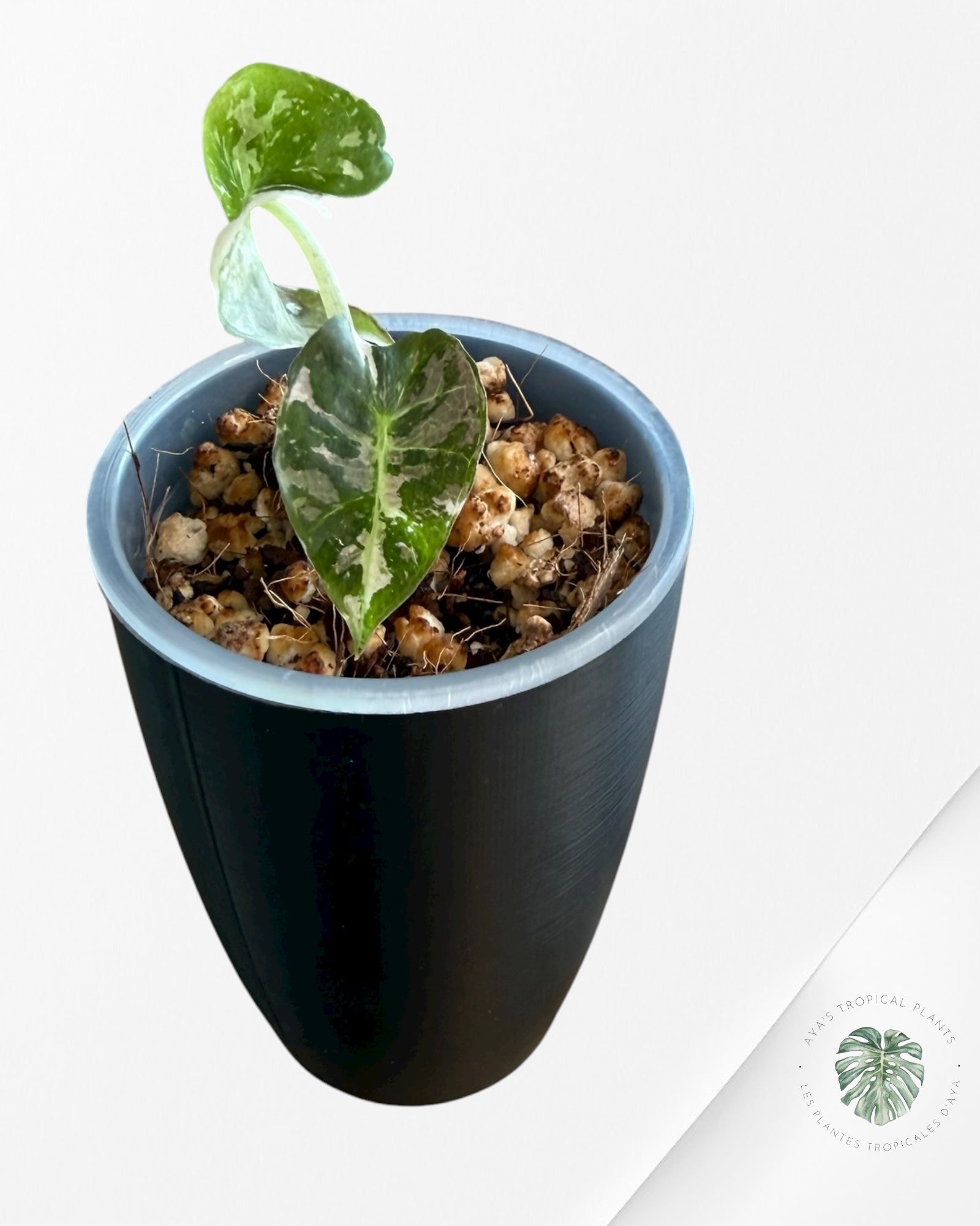 Alocasia Polly Pink Variegated