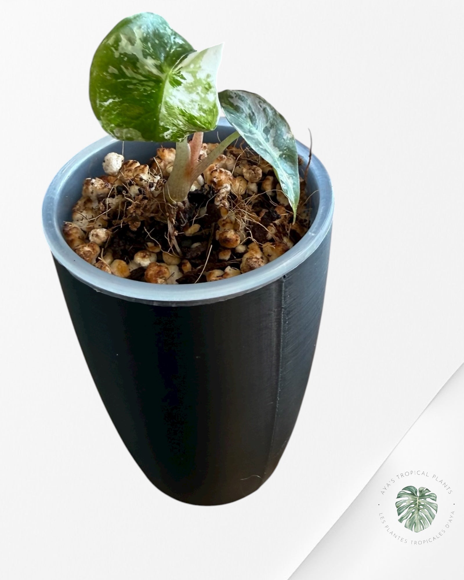 Alocasia Polly Pink Variegated