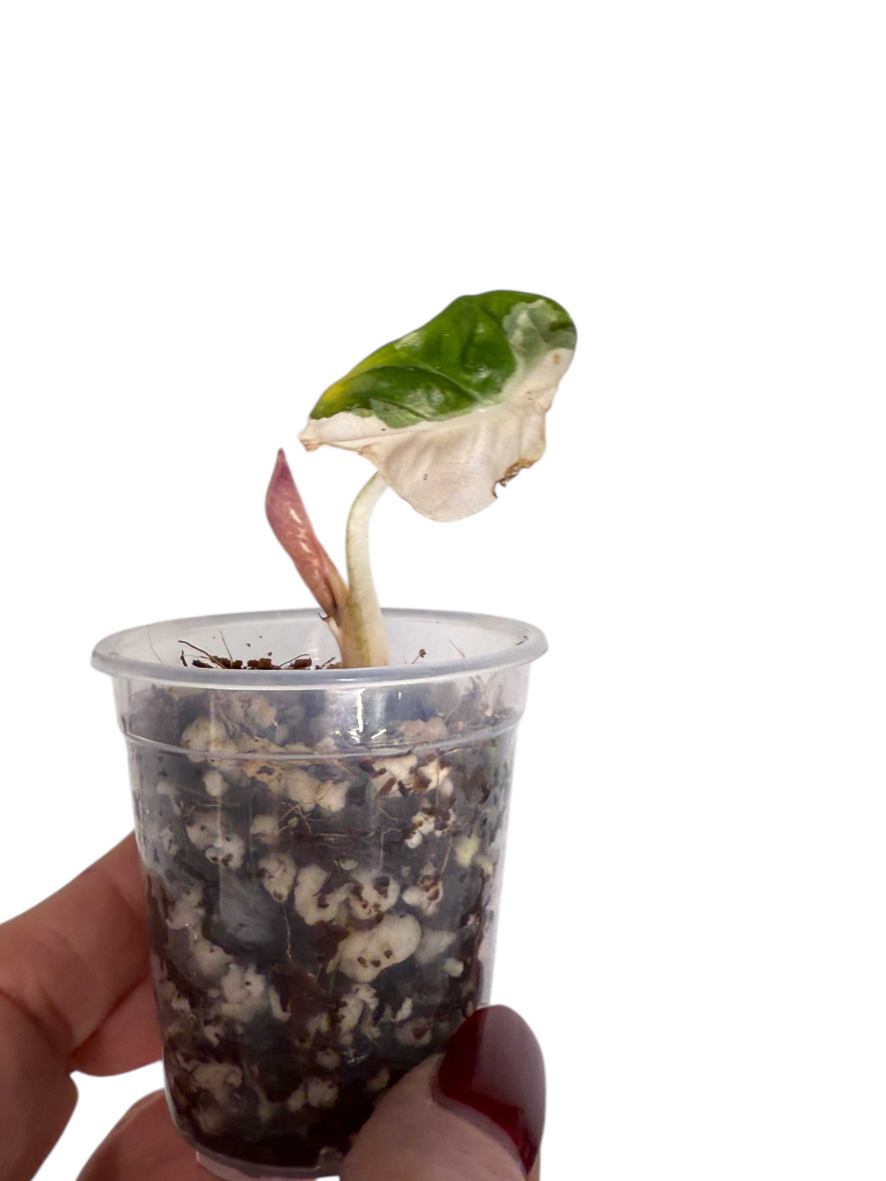 Alocasia Heart Balloon Pink variegated| Rare TC Plant| Aya's Tropical Plants