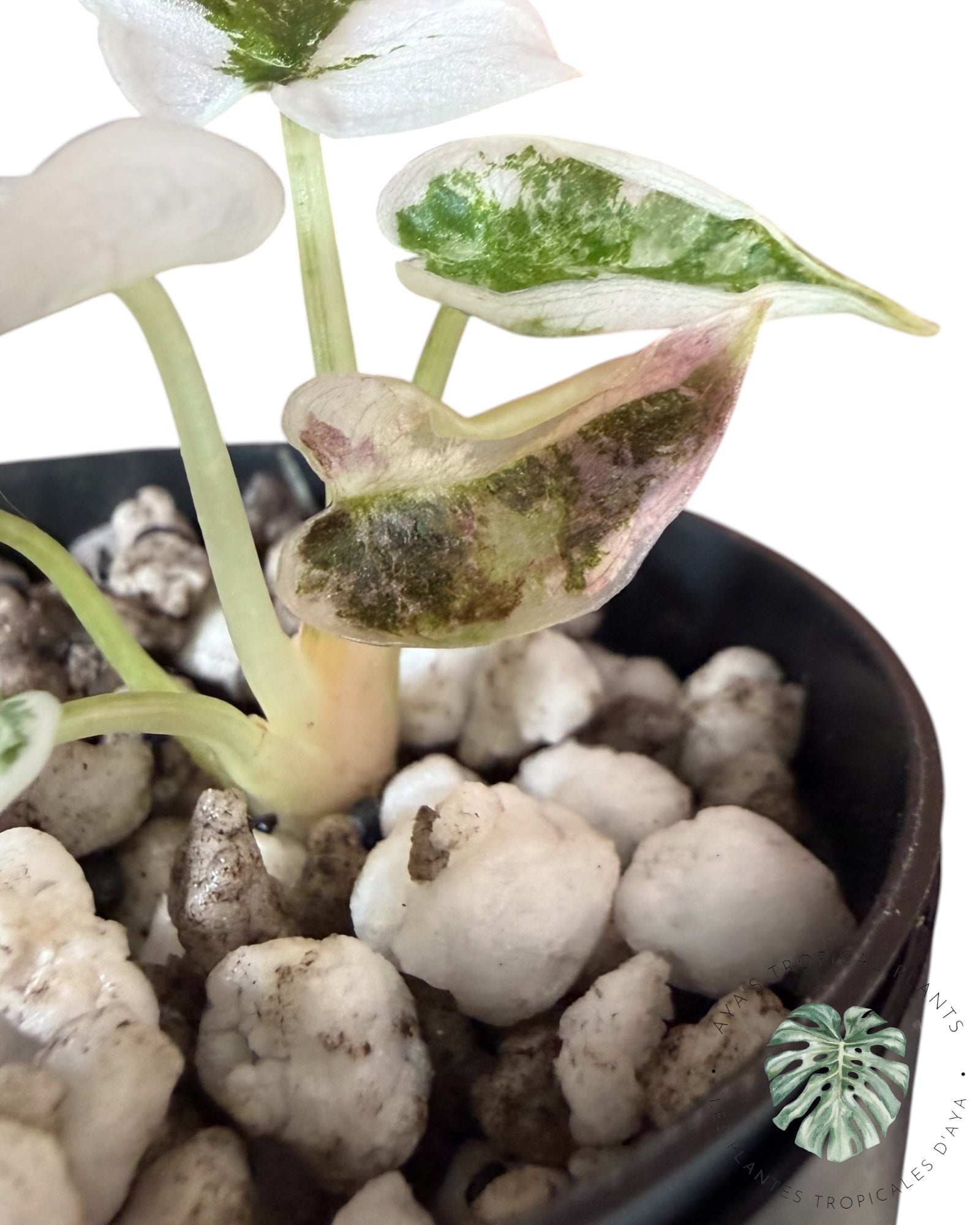 Alocasia Cuprea Pink Albo Variegated