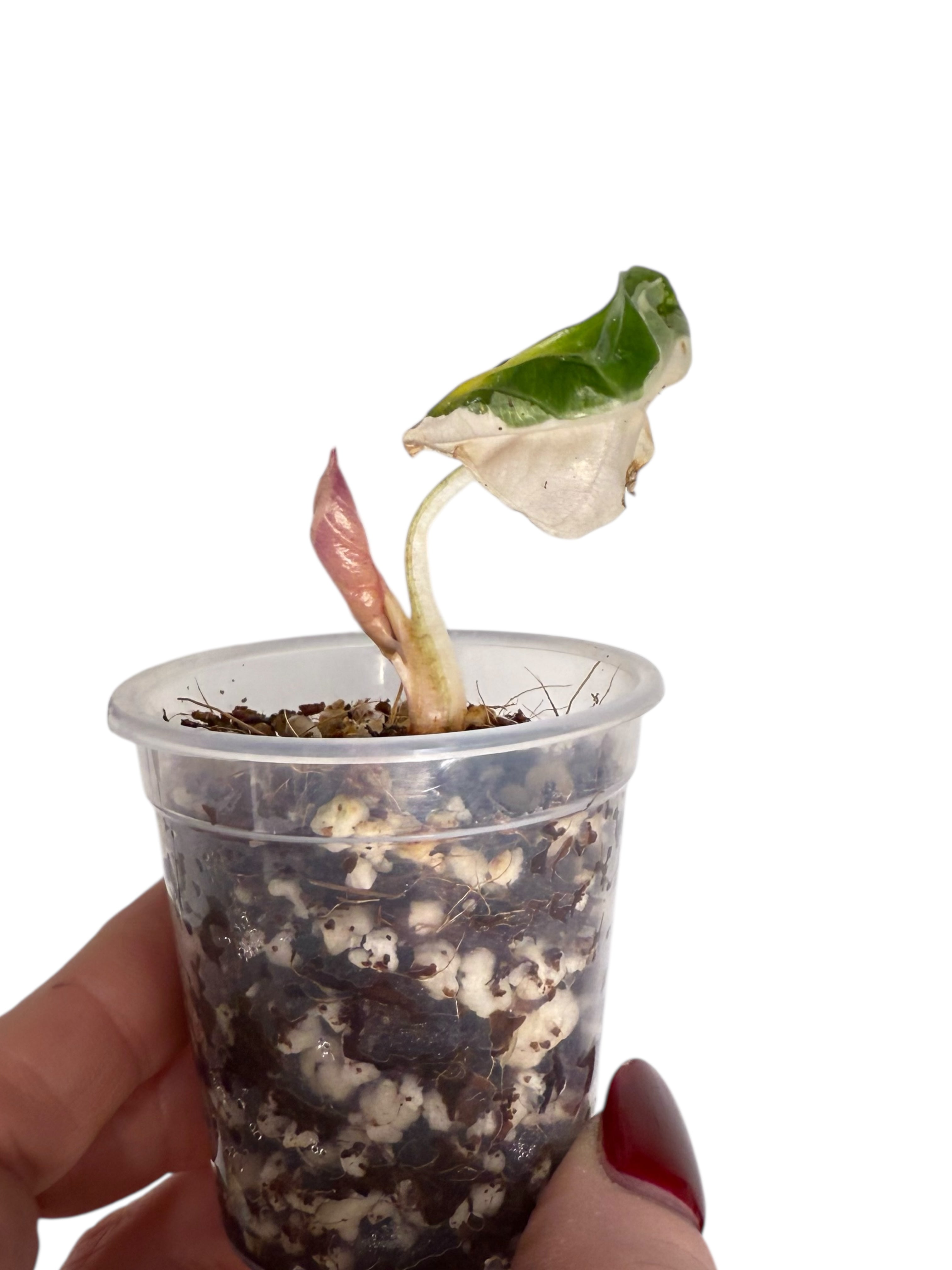 Alocasia Heart Balloon Pink variegated| Rare TC Plant| Aya's Tropical Plants