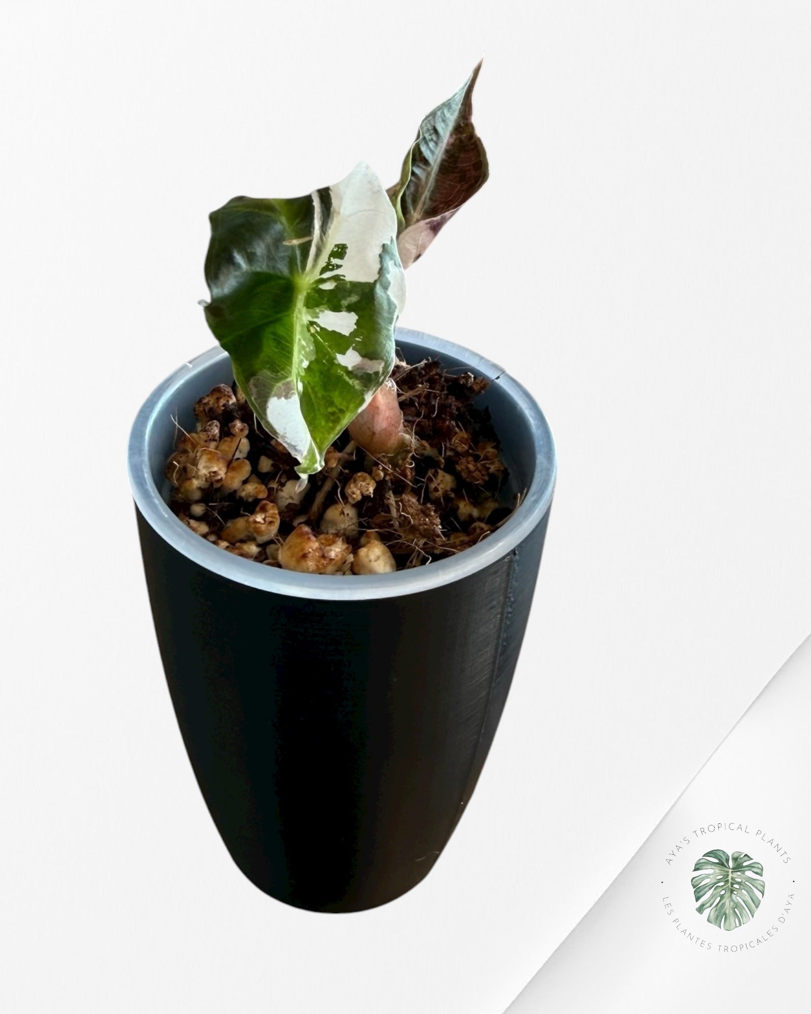 Alocasia Polly Pink Variegated