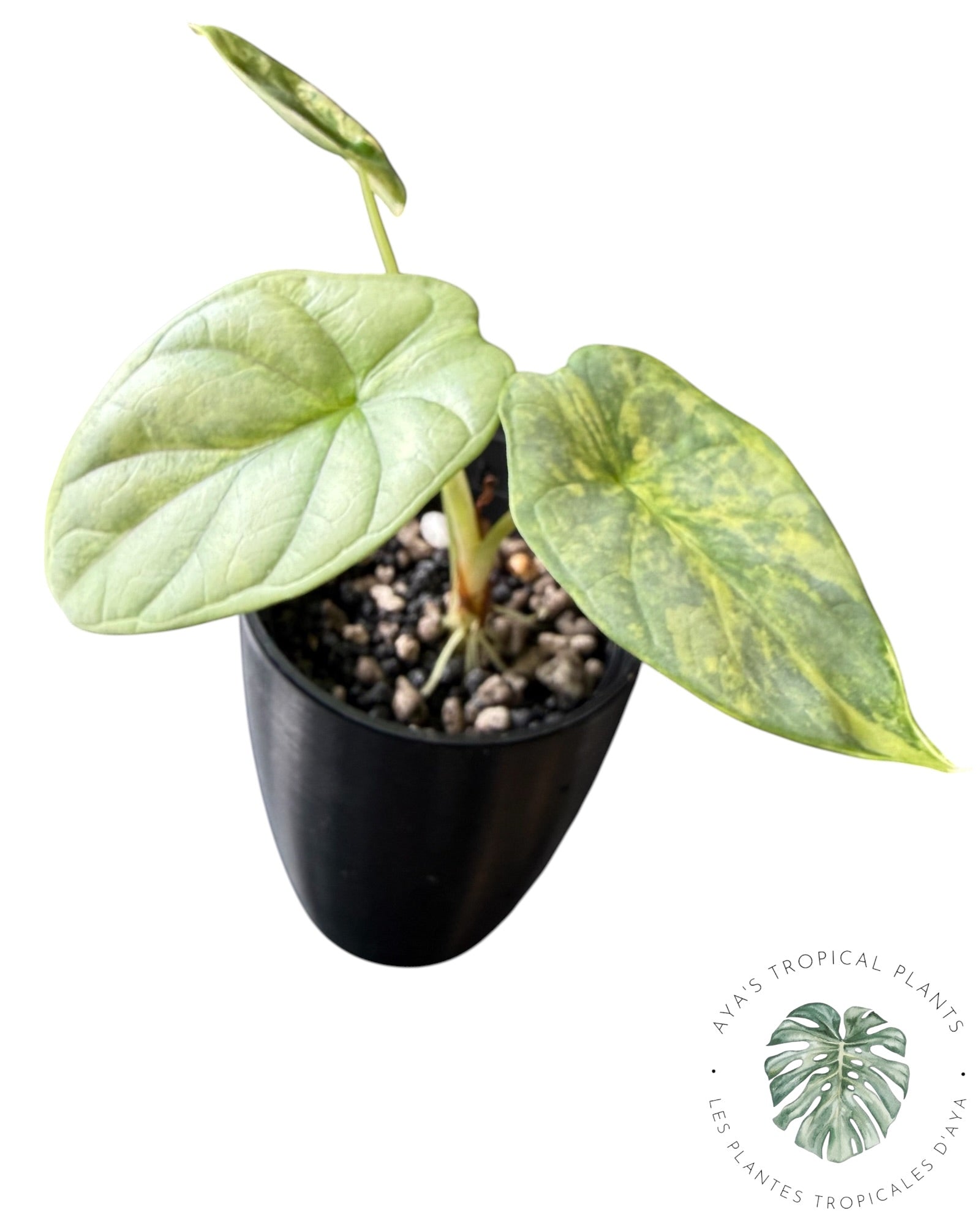 Alocasia Silver Dragon Aurea Variegated