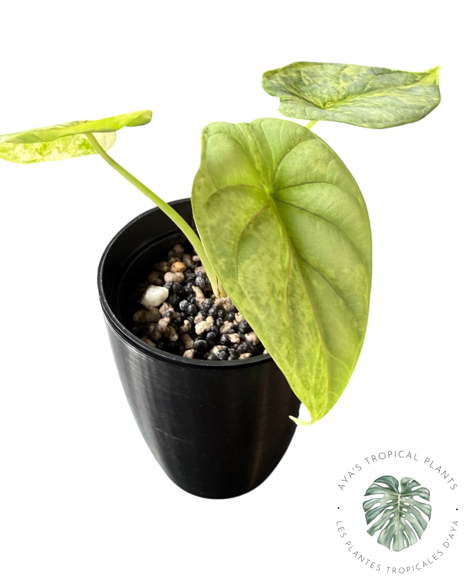 Alocasia Silver Dragon Aurea Variegated