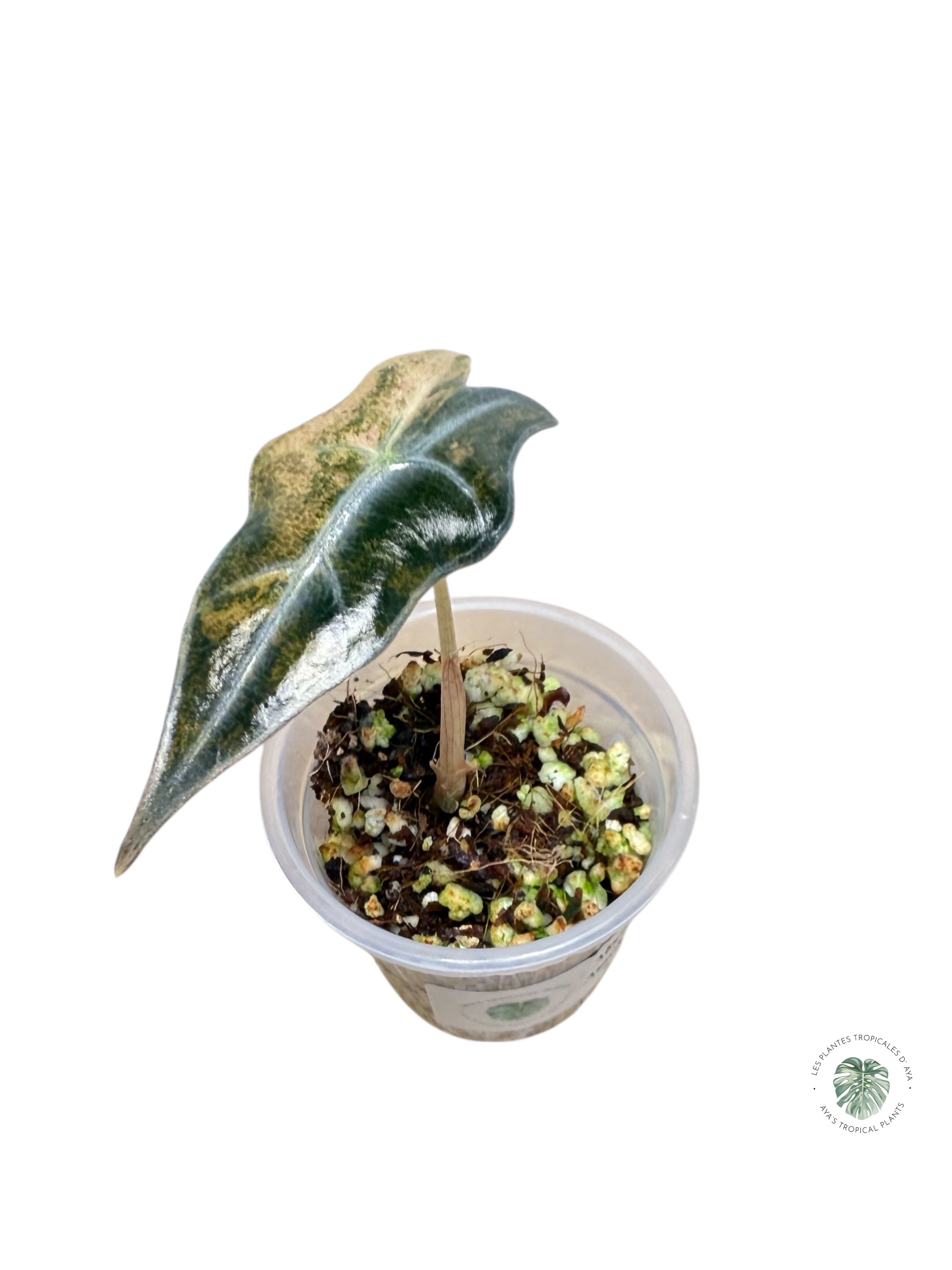 Alocasia Nobilis Variegated Aurea| Rare TC Plant| Aya's Tropical Plants