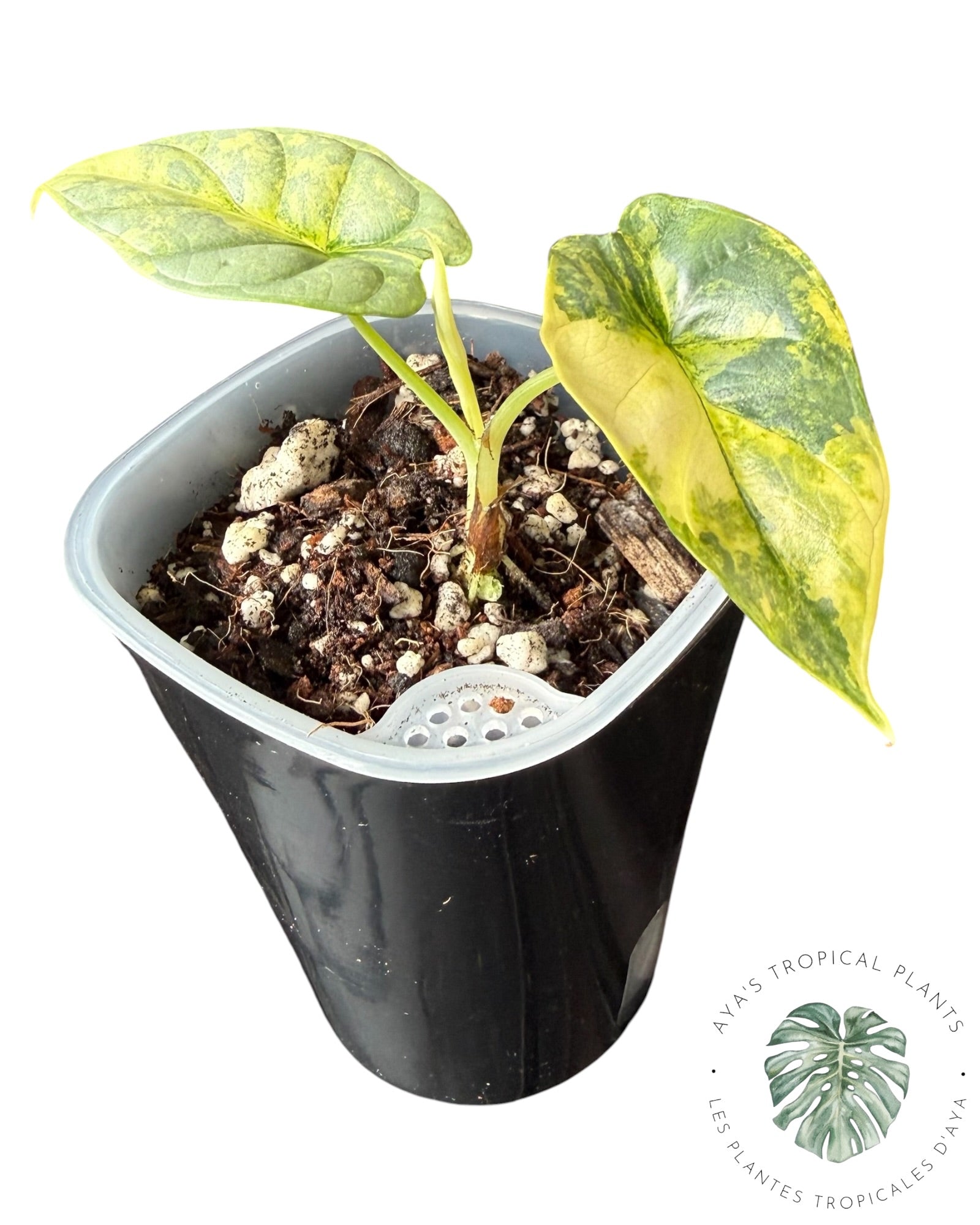 Alocasia Silver Dragon Aurea Variegated