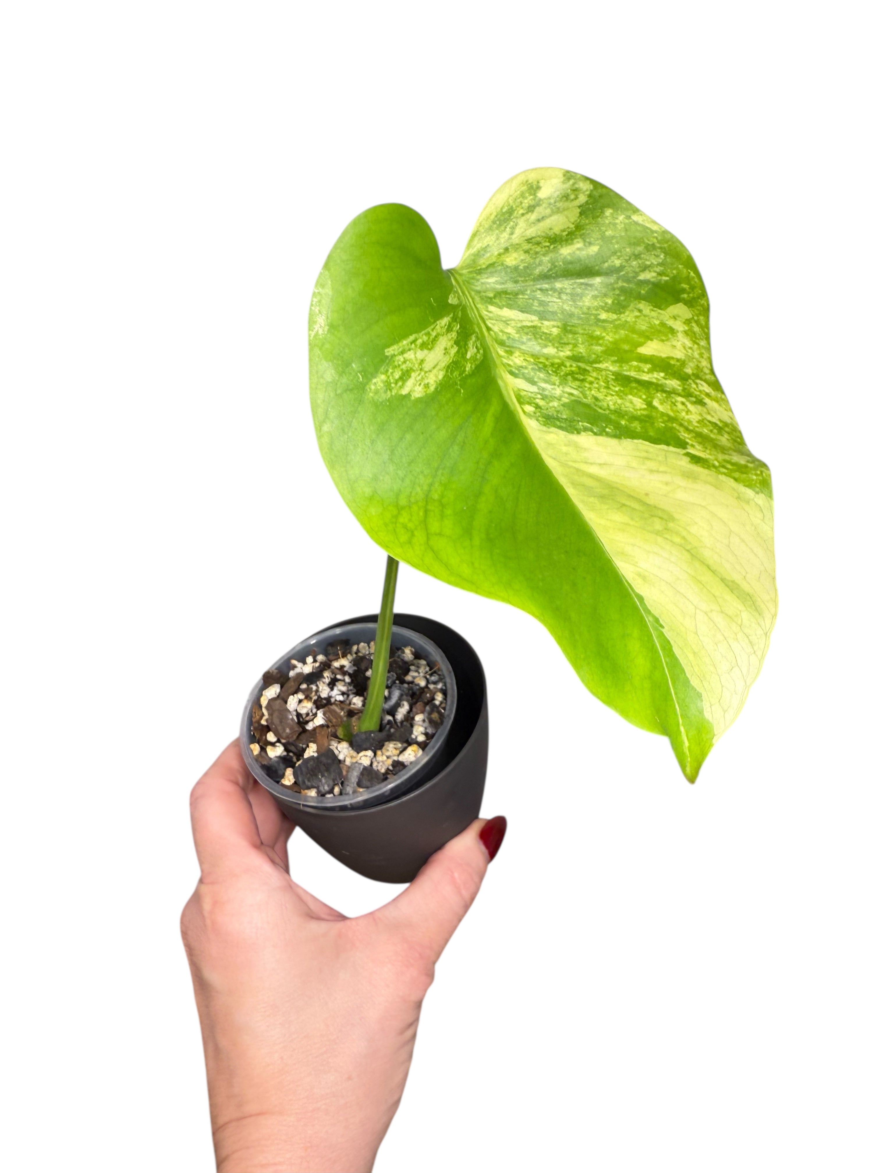 Monstera Deliciosa Pom Pom