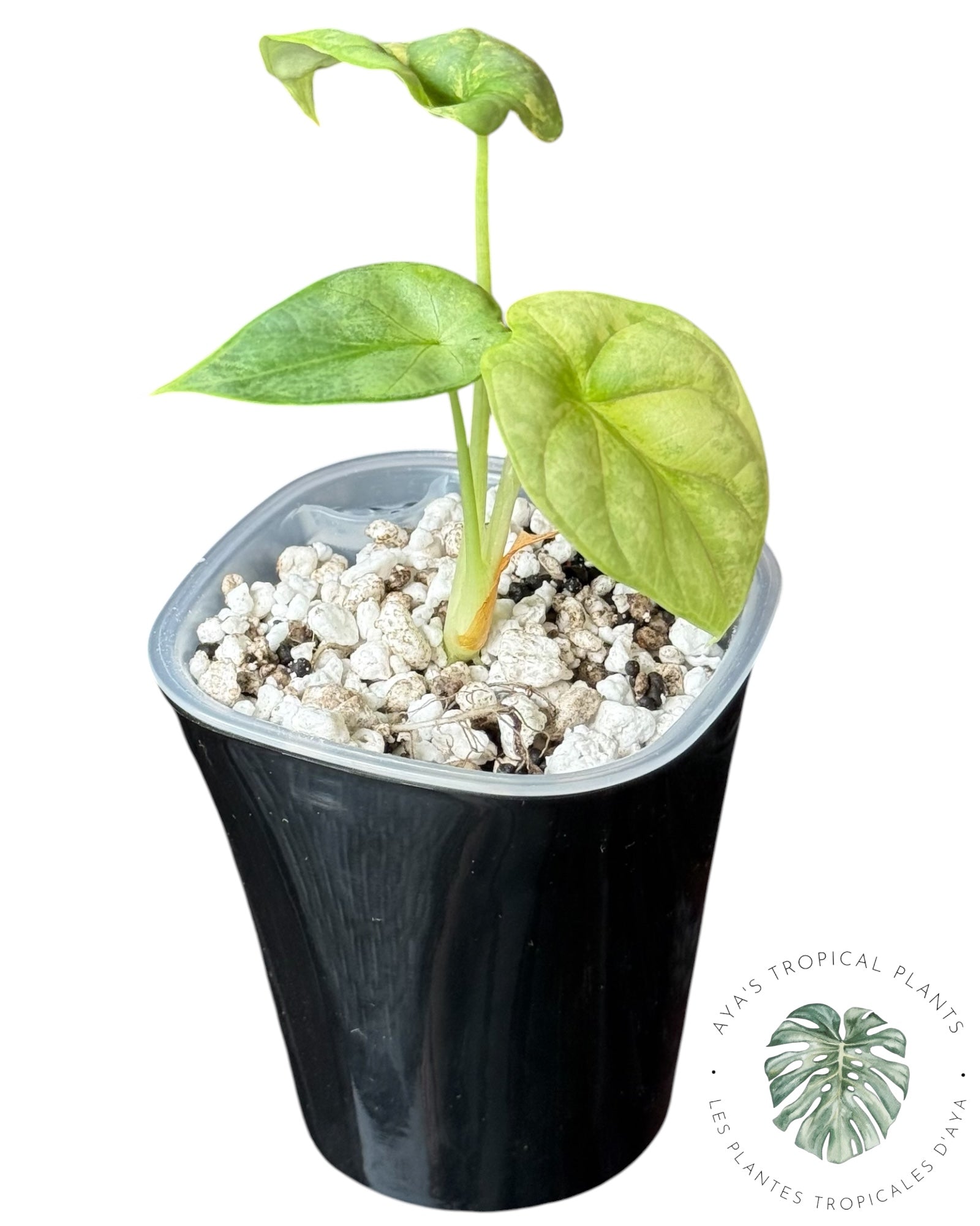 Alocasia Silver Dragon Aurea Variegated