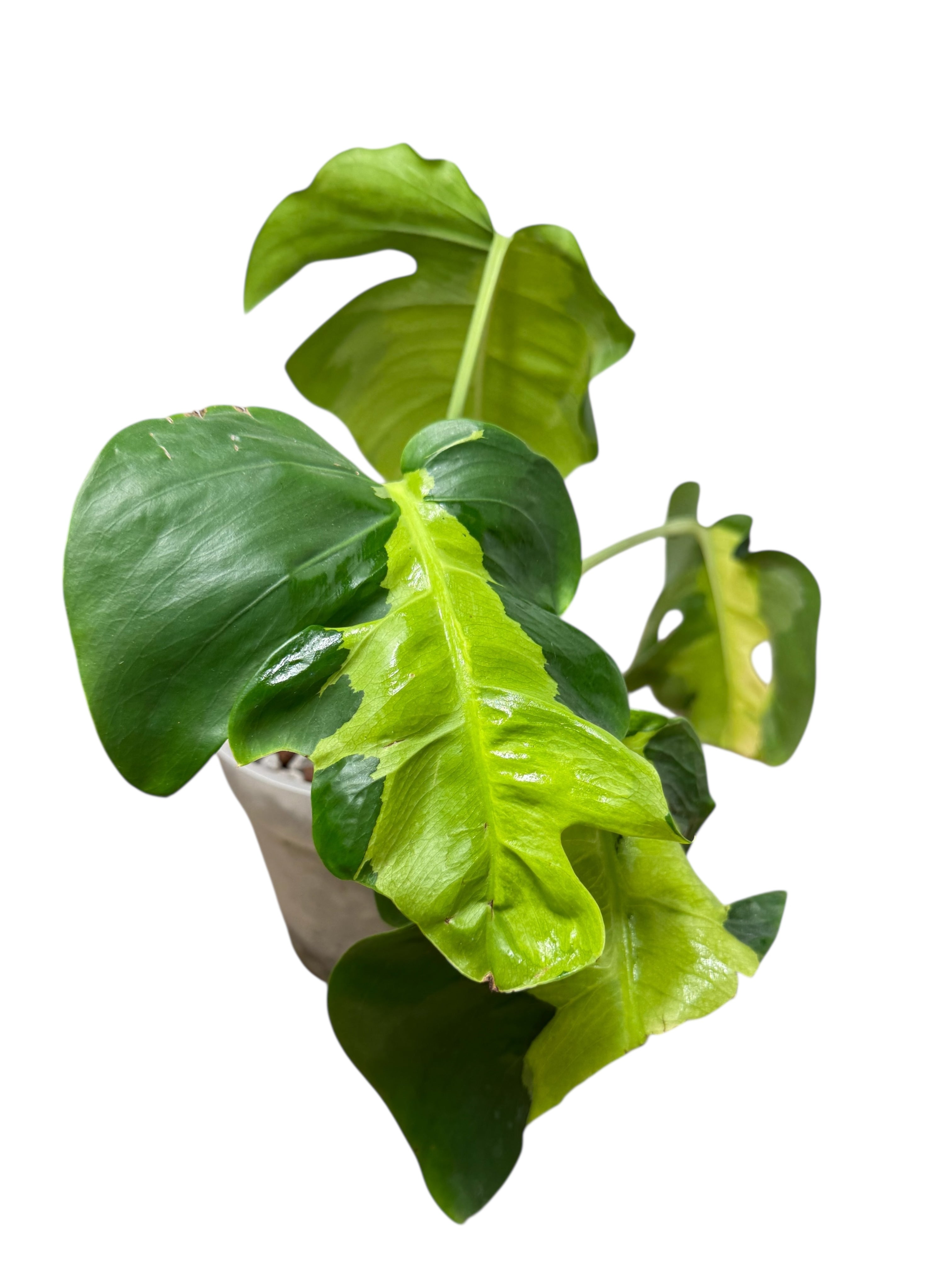 Monstera Deliciosa White Lava