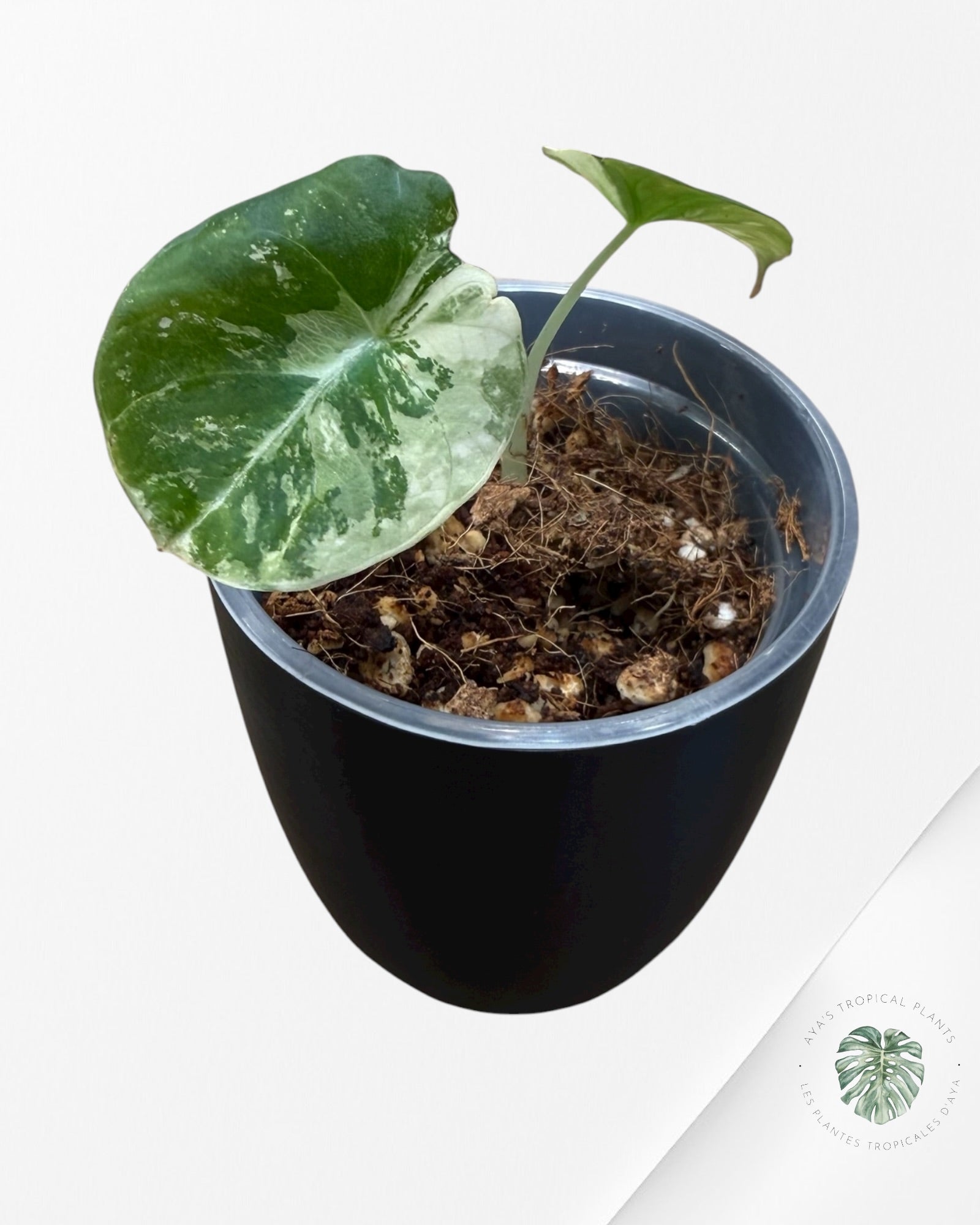 Alocasia Black Velvet Pink Variegated