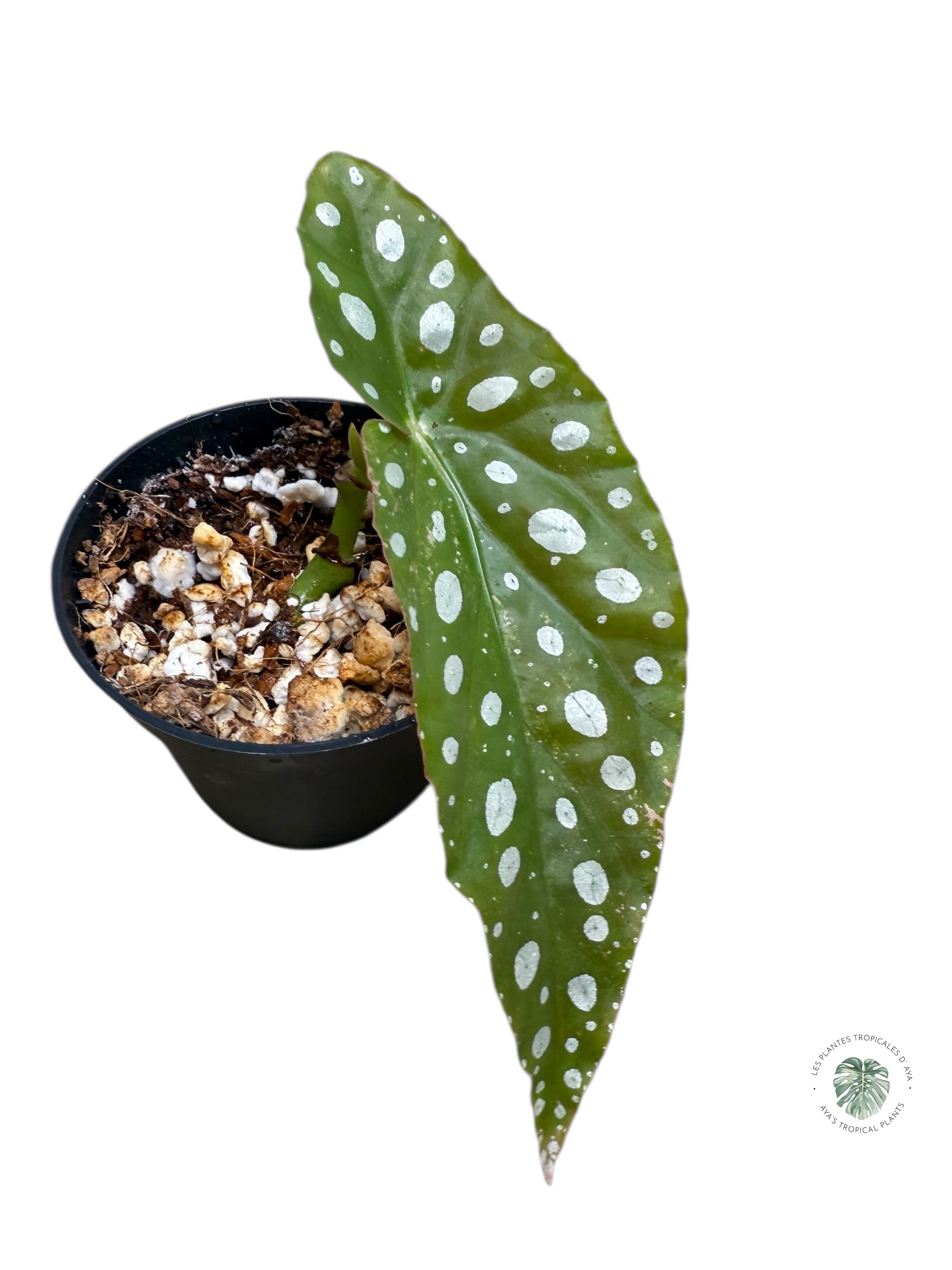 Begonia Maculata rose panaché très bon