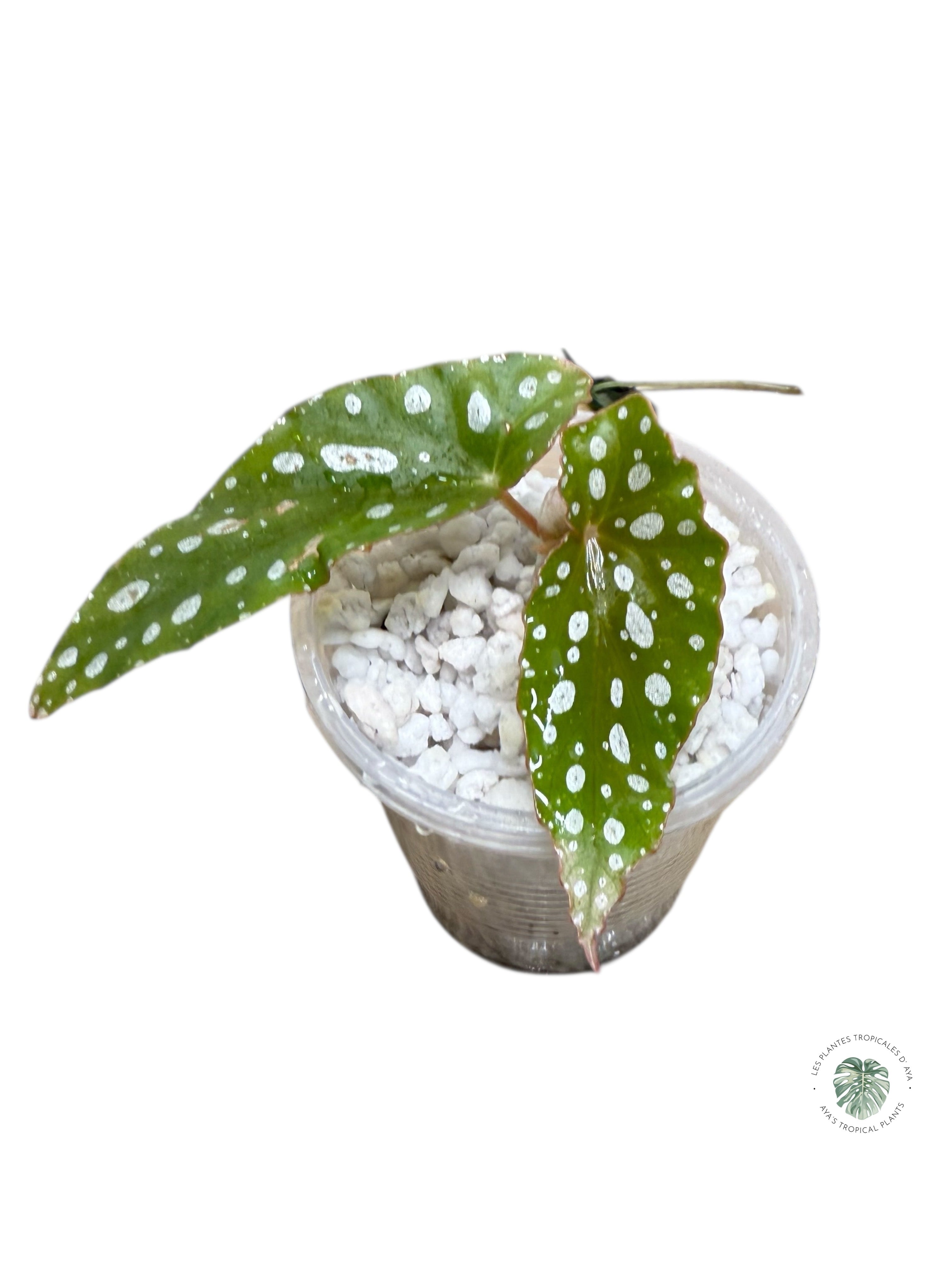 Begonia Maculata rose panaché très bon