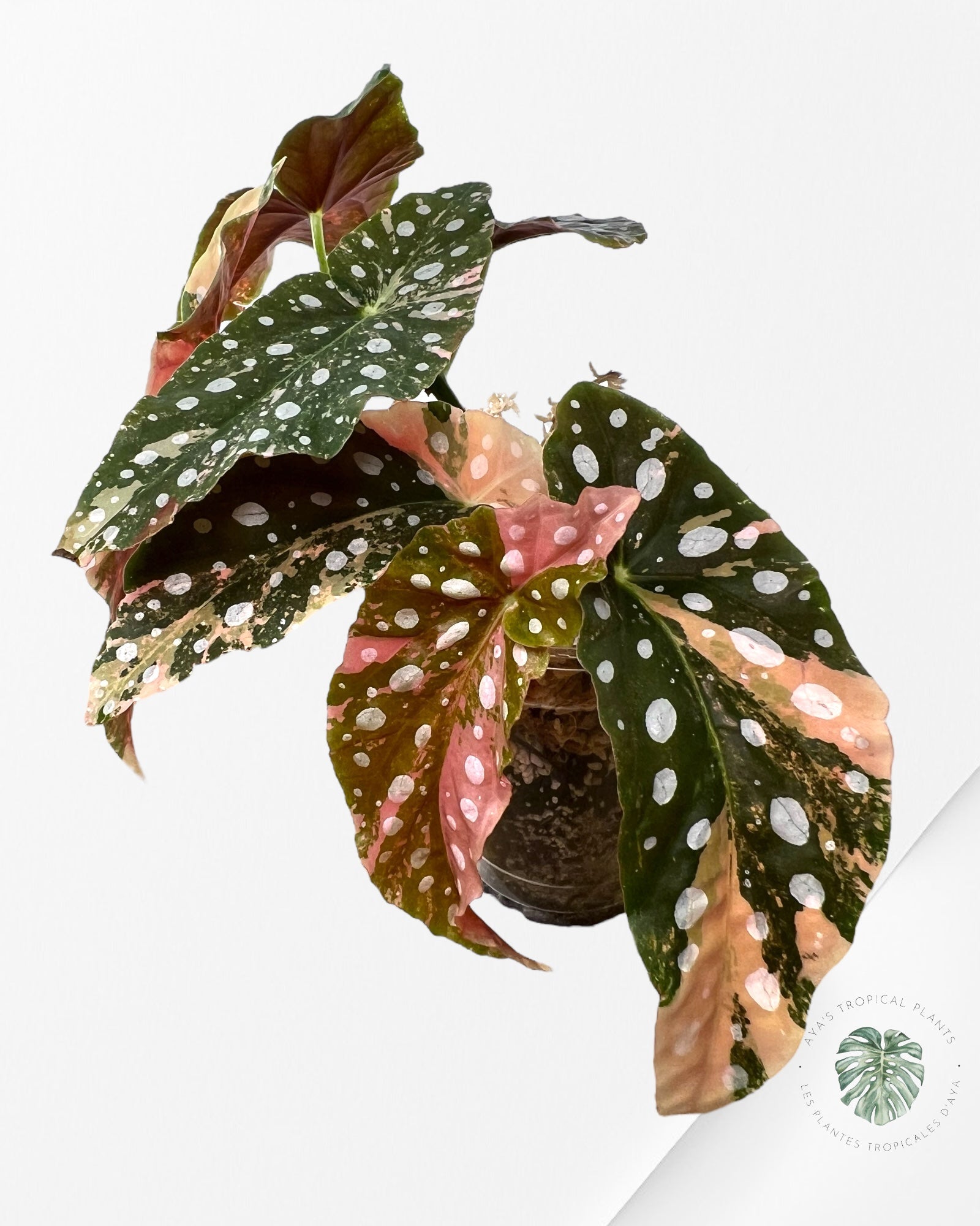 Begonia Maculata rose panaché très bon