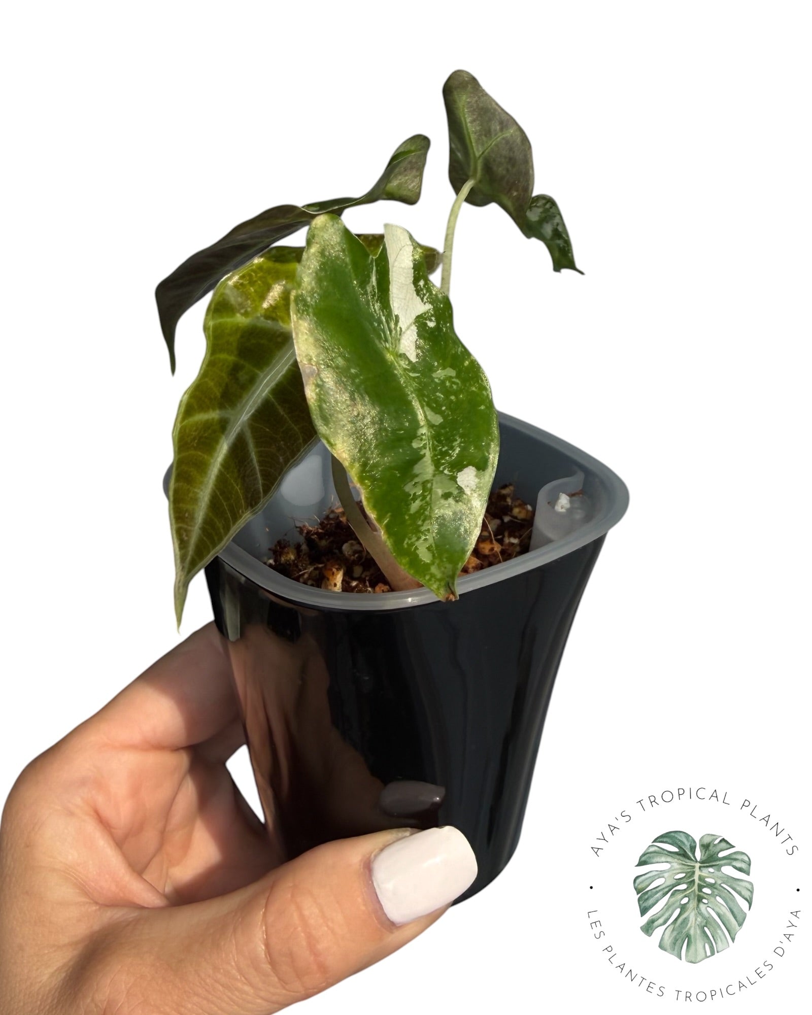 Alocasia Polly Pink Snowflake