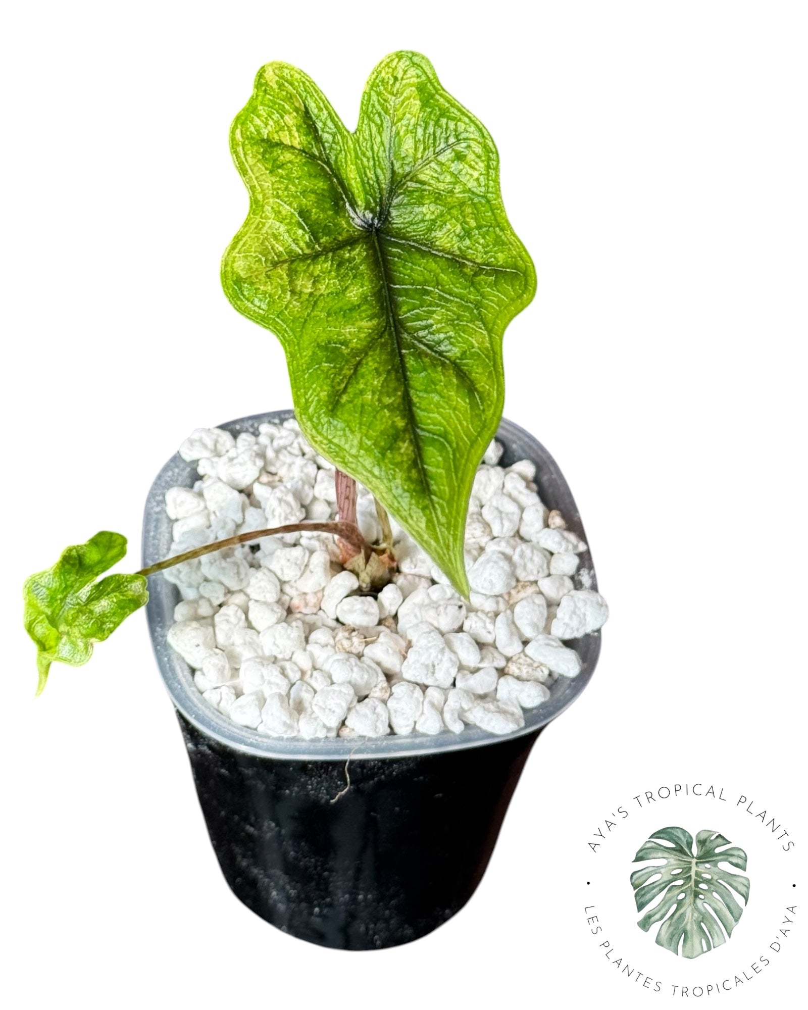 Alocasia Jacklyn Variegated (Grade A)