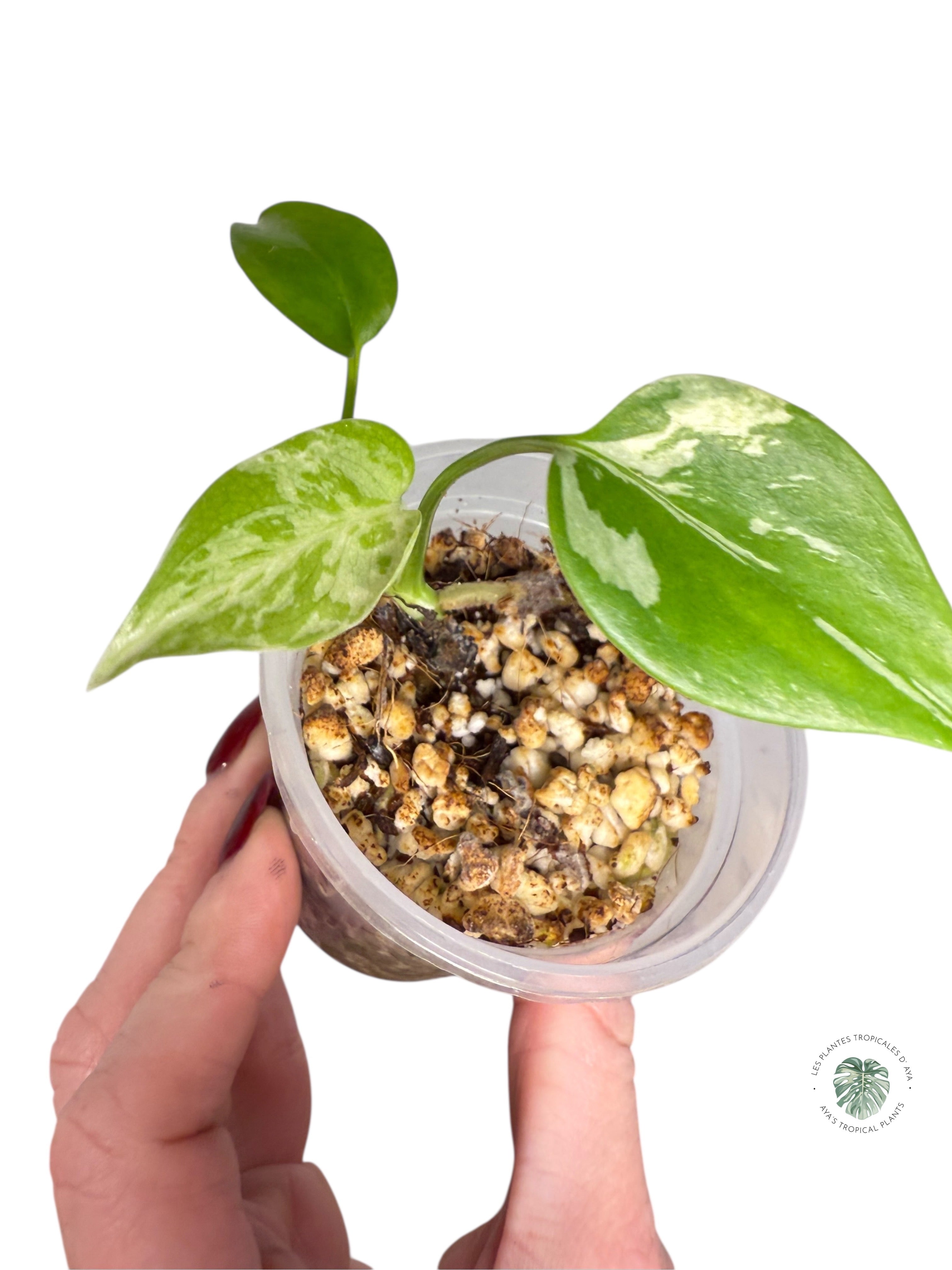 Monstera Deliciosa Bulbasaur | Rare TC Plant| Aya's Tropical Plants