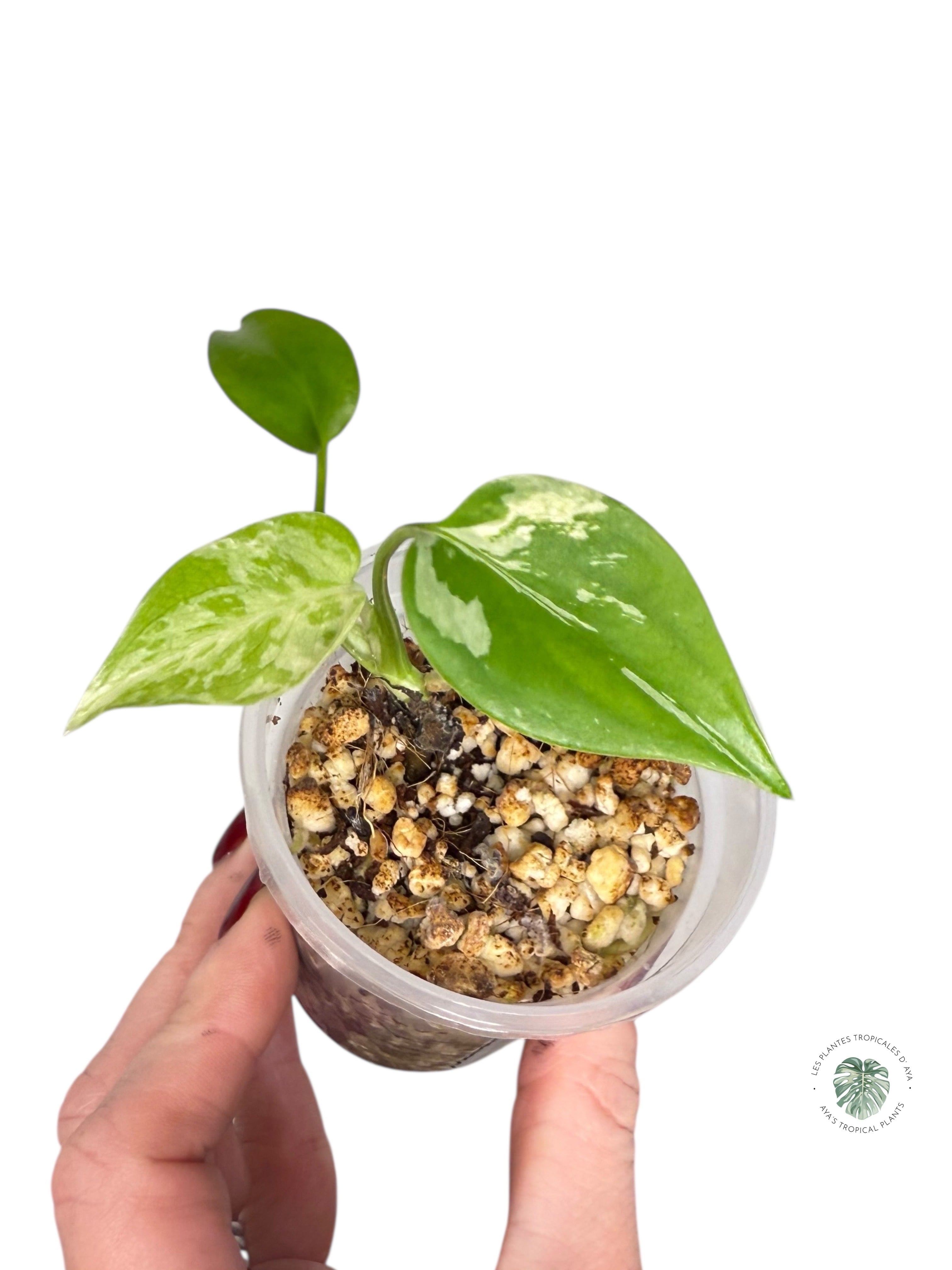 Monstera Deliciosa Bulbasaur | Rare TC Plant| Aya's Tropical Plants