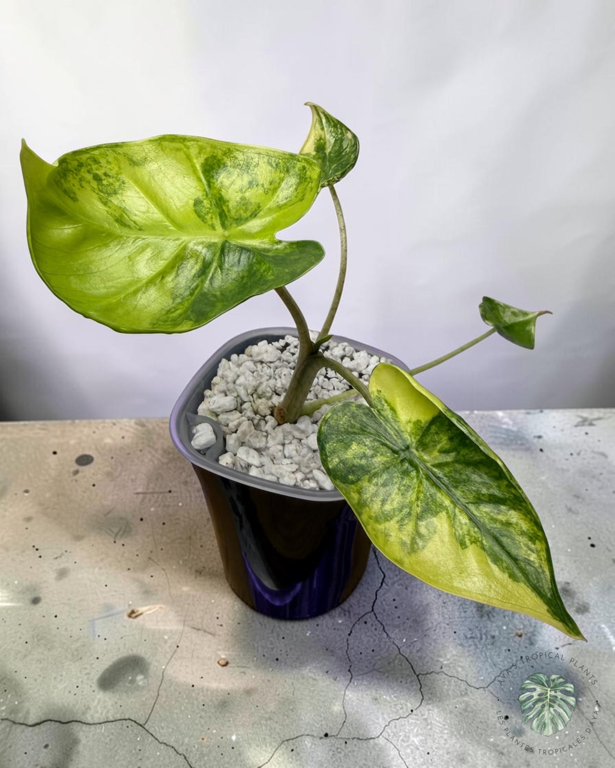 Alocasia Macrorrhizos ‘Shock Treatment’ Aurea Variegated