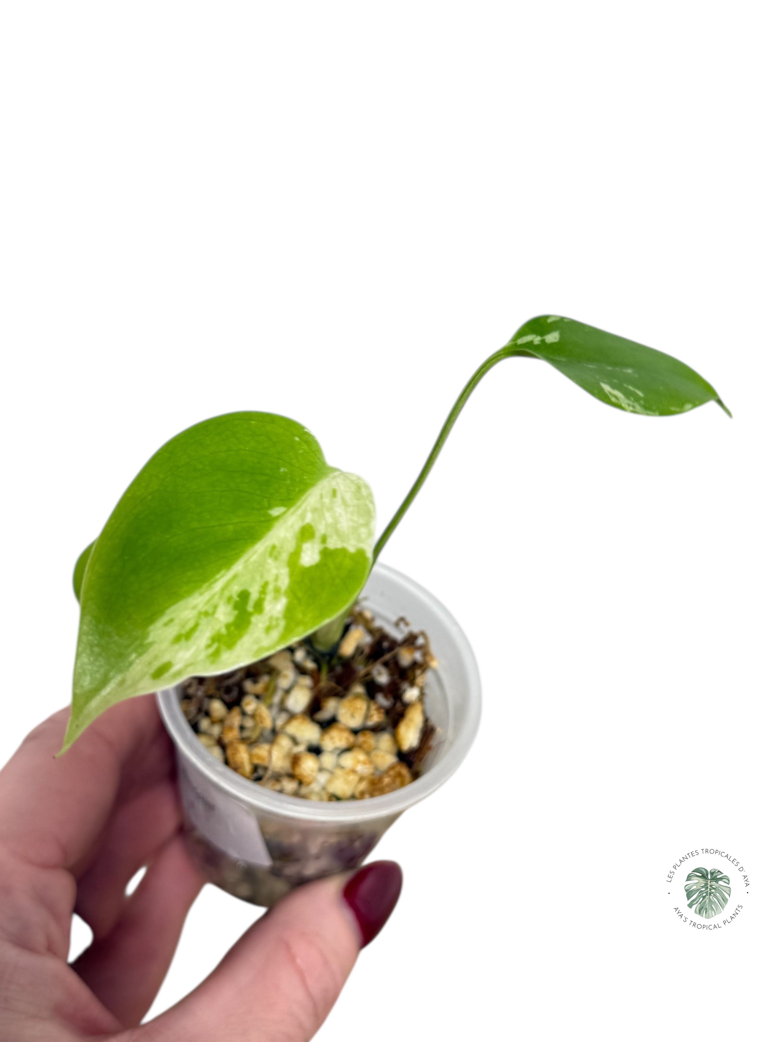 Monstera Deliciosa Bulbasaur | Rare TC Plant| Aya's Tropical Plants