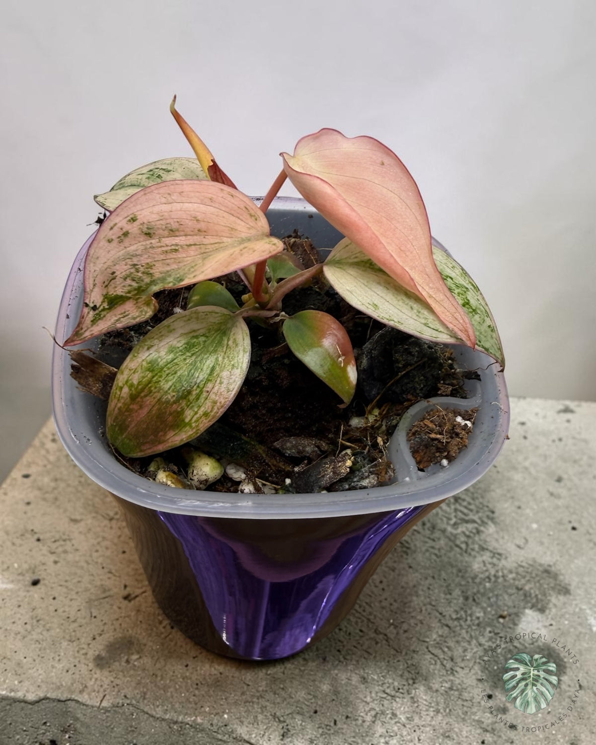 Philodendron Pink Micans Menthe