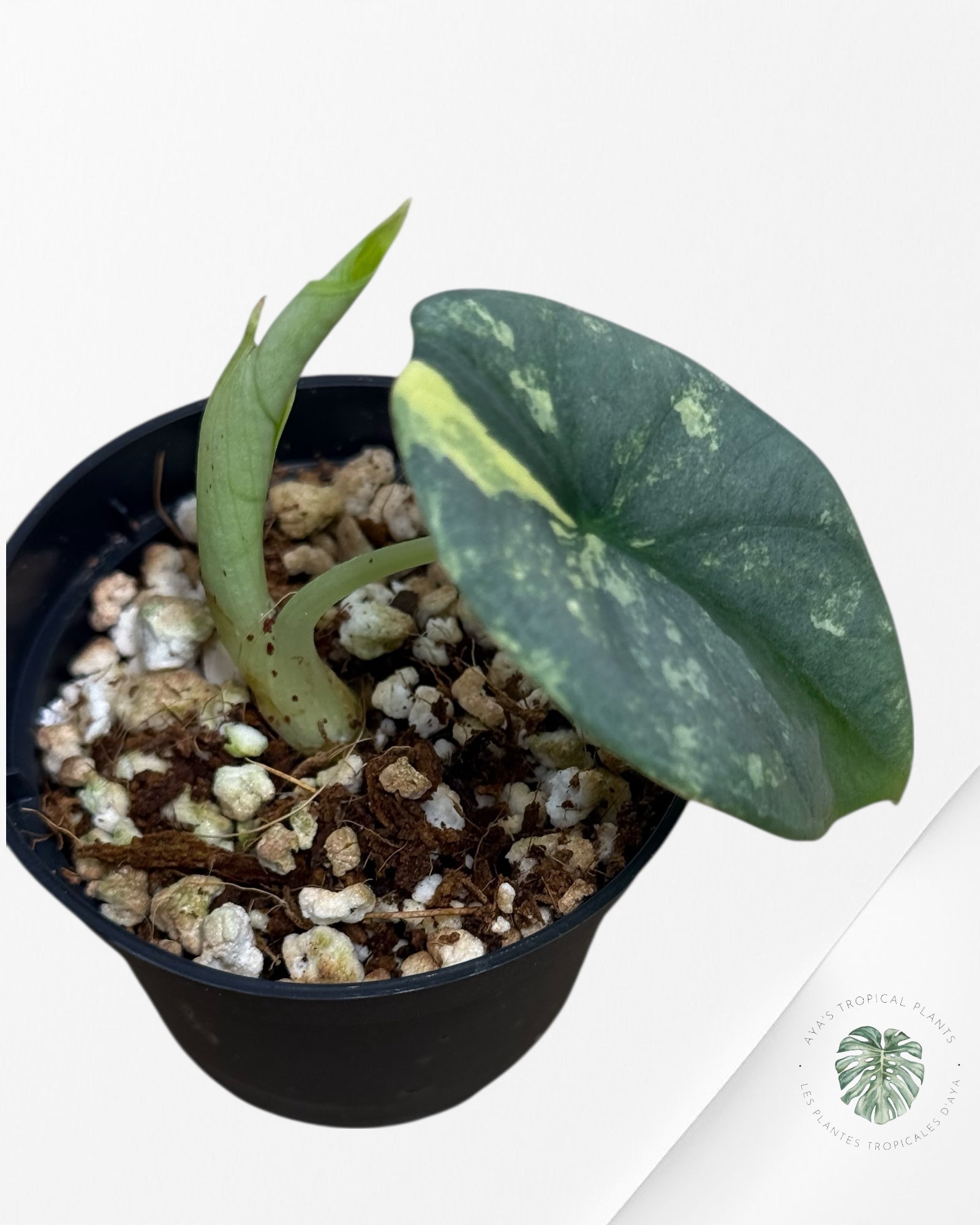 Alocasia Silver Dragon Variegated Aurea -GG