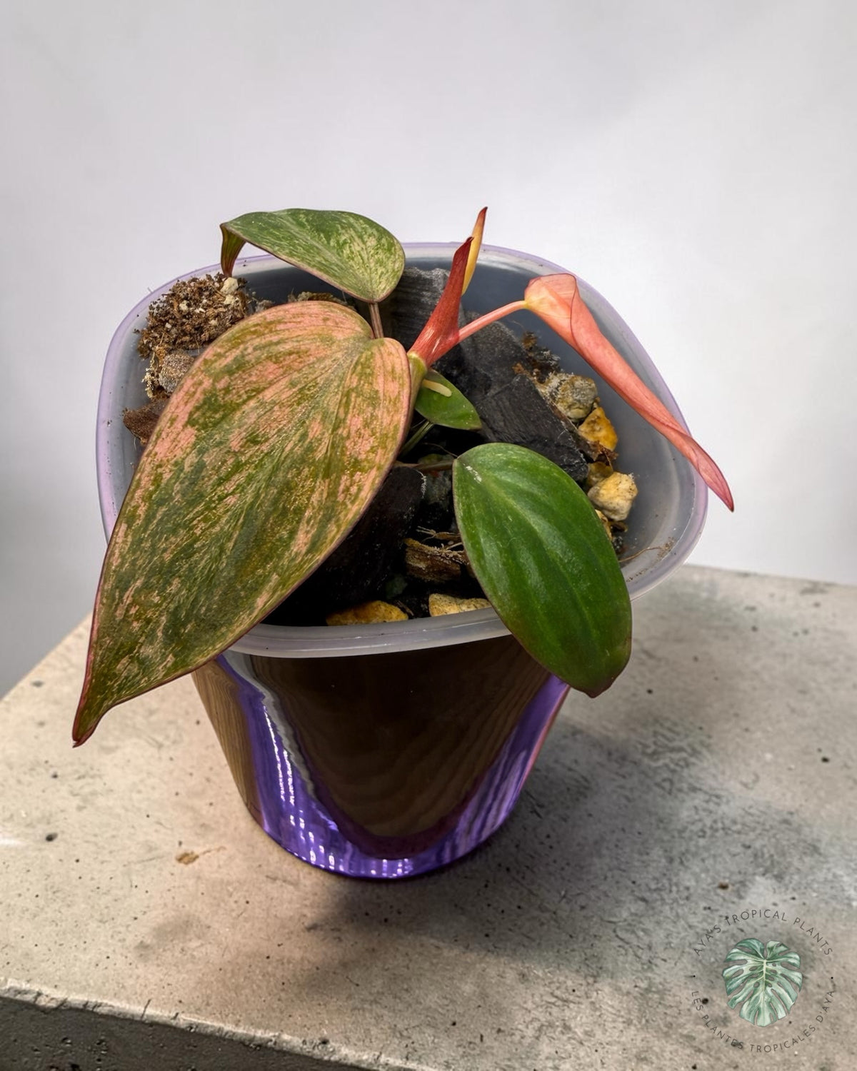 Philodendron Pink Micans Menthe
