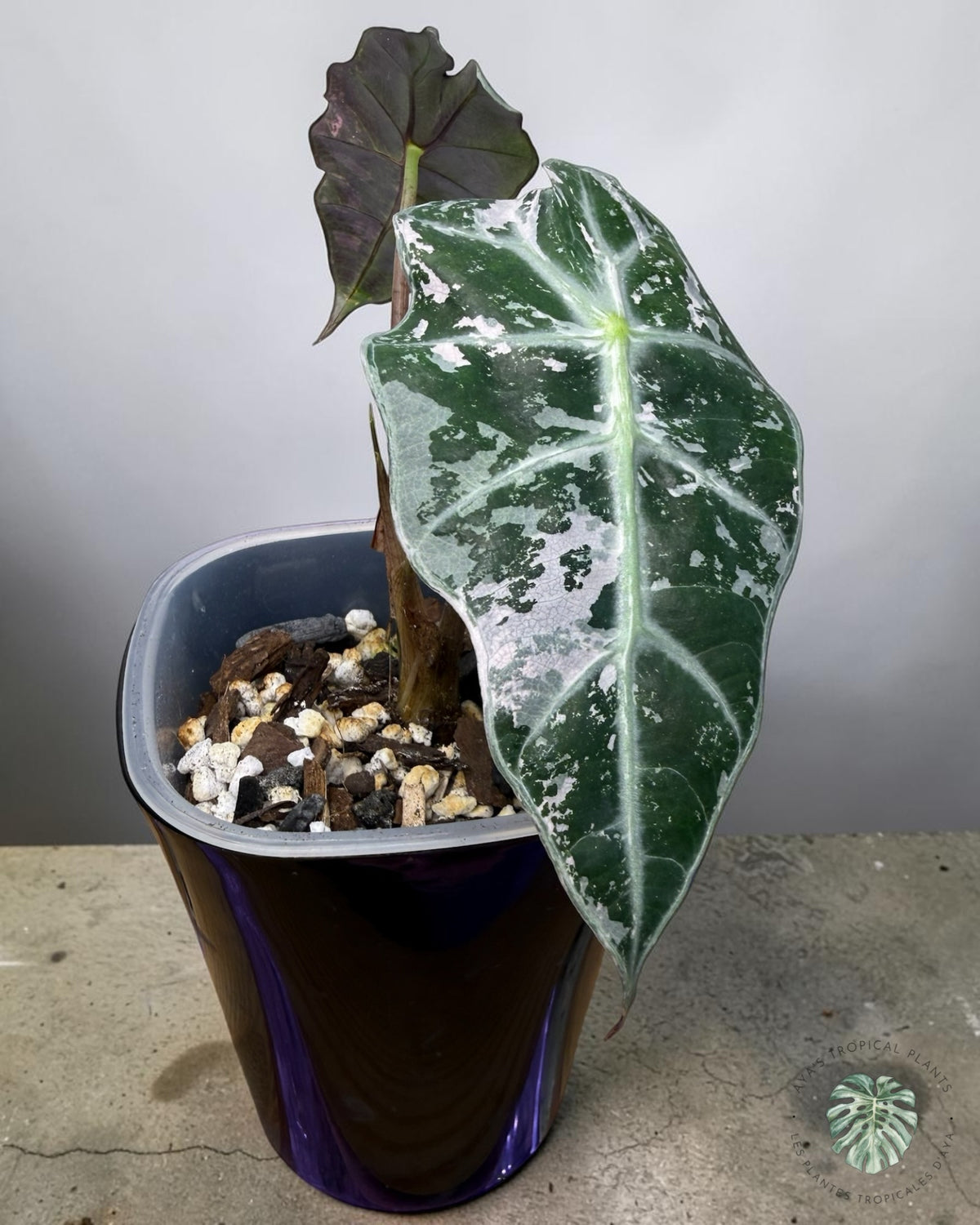 Alocasia Polly Pink Snowflake