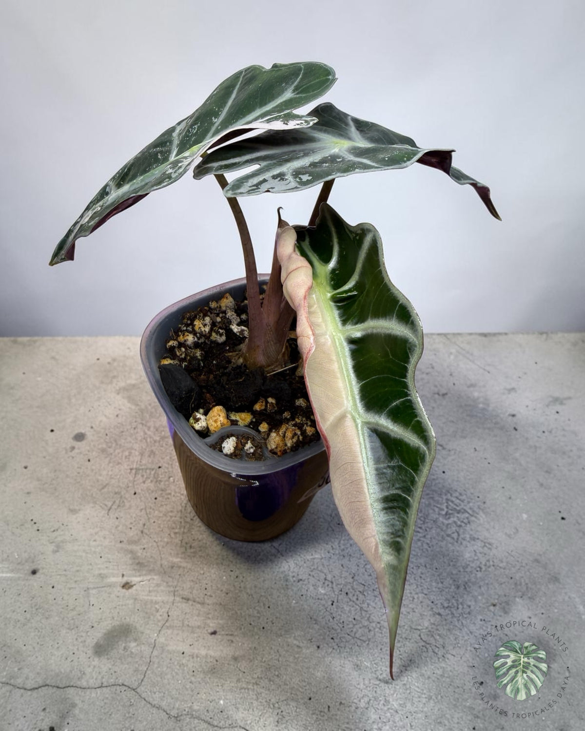 Alocasia Polly Pink Snowflake