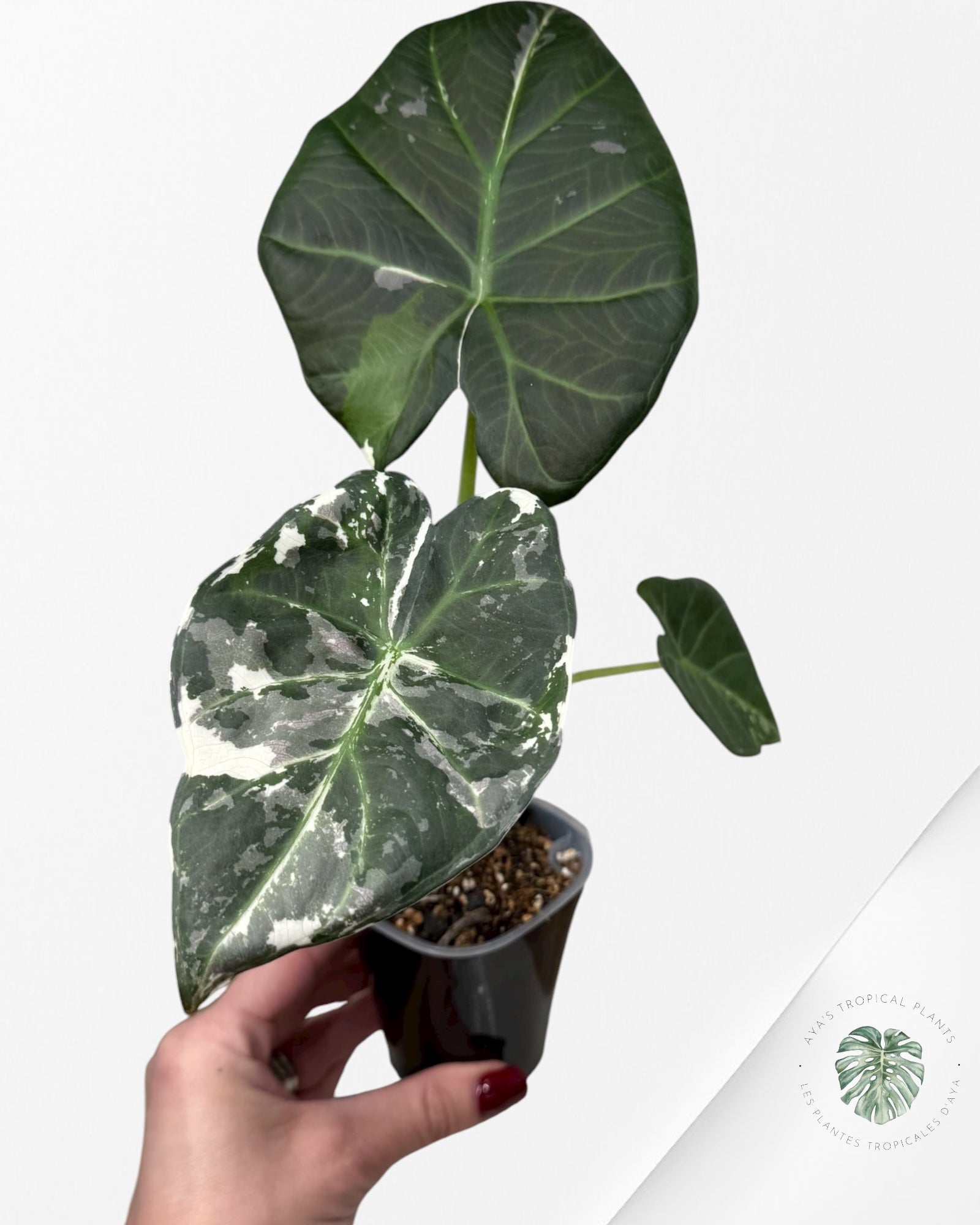 Alocasia Regal Shield Albo