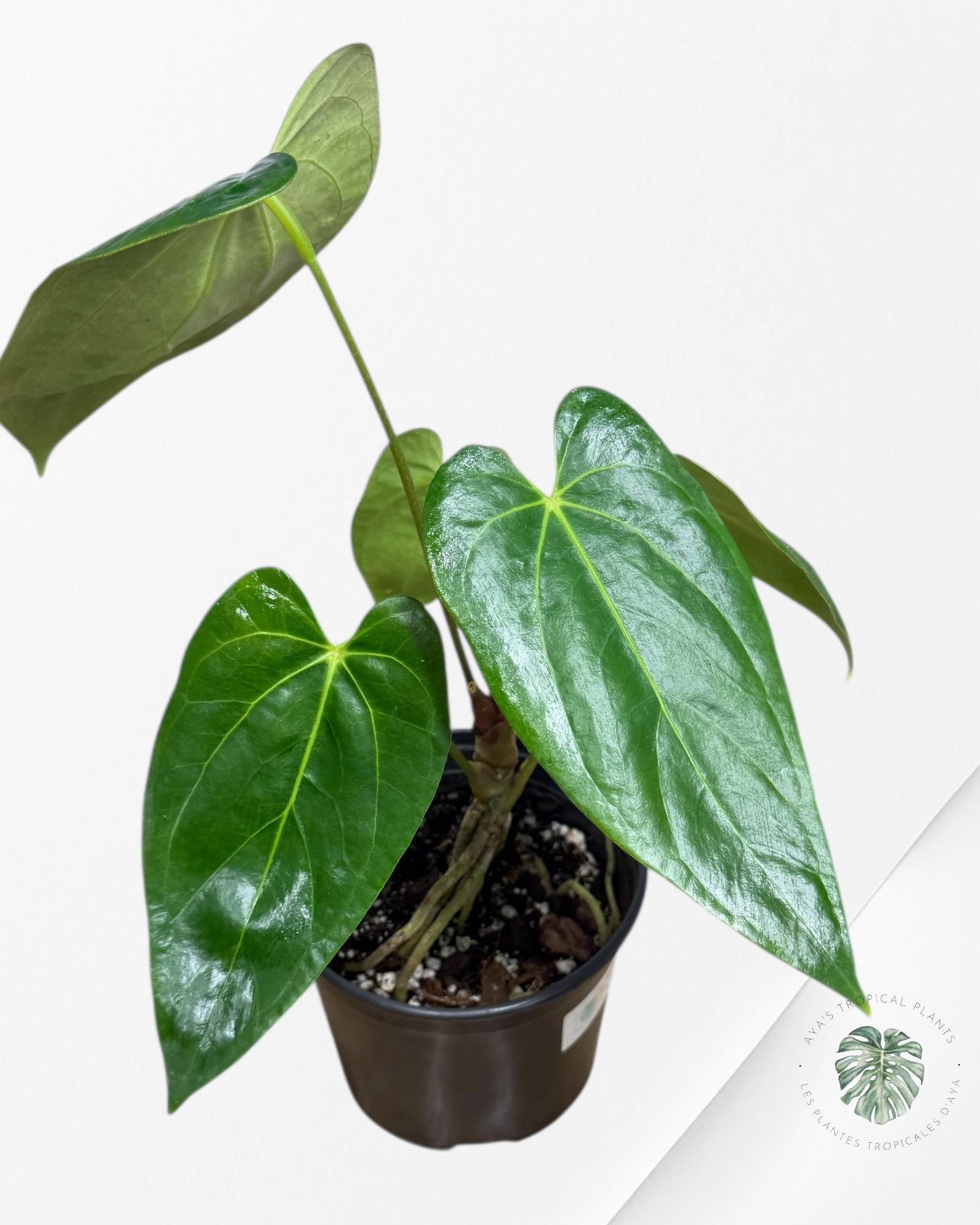 Anthurium 'Ace of Spades' x papillilaminum Fort Sherman' - AF5