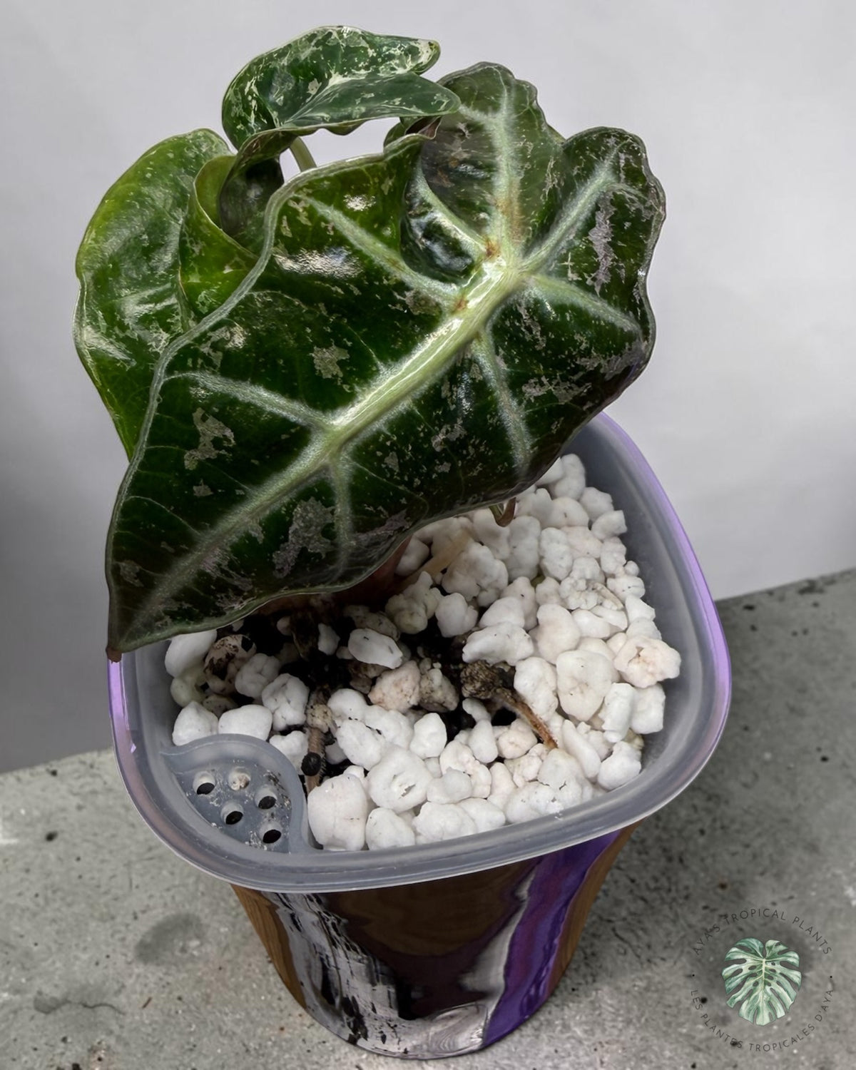 Alocasia Polly Shattered Ruby Variegated
