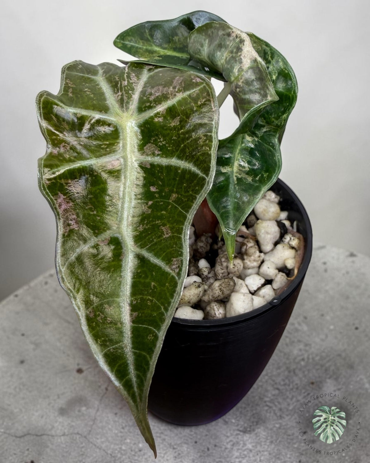 Alocasia Polly Shattered Ruby Variegated