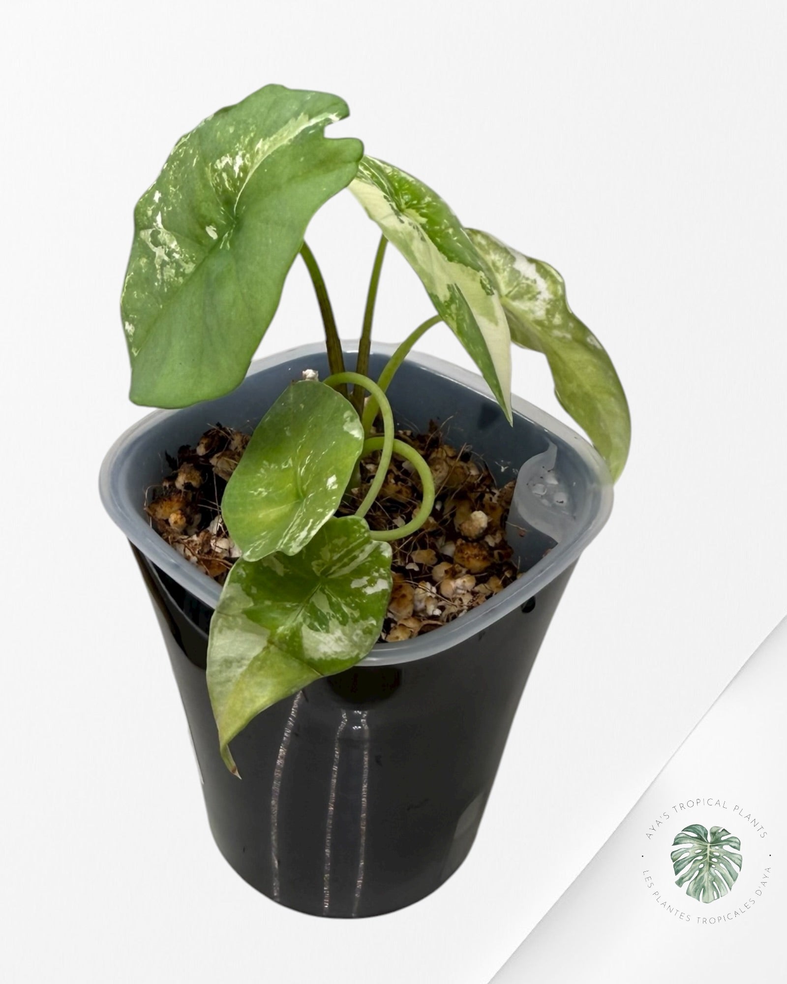 Alocasia Simpo Albo Variegated