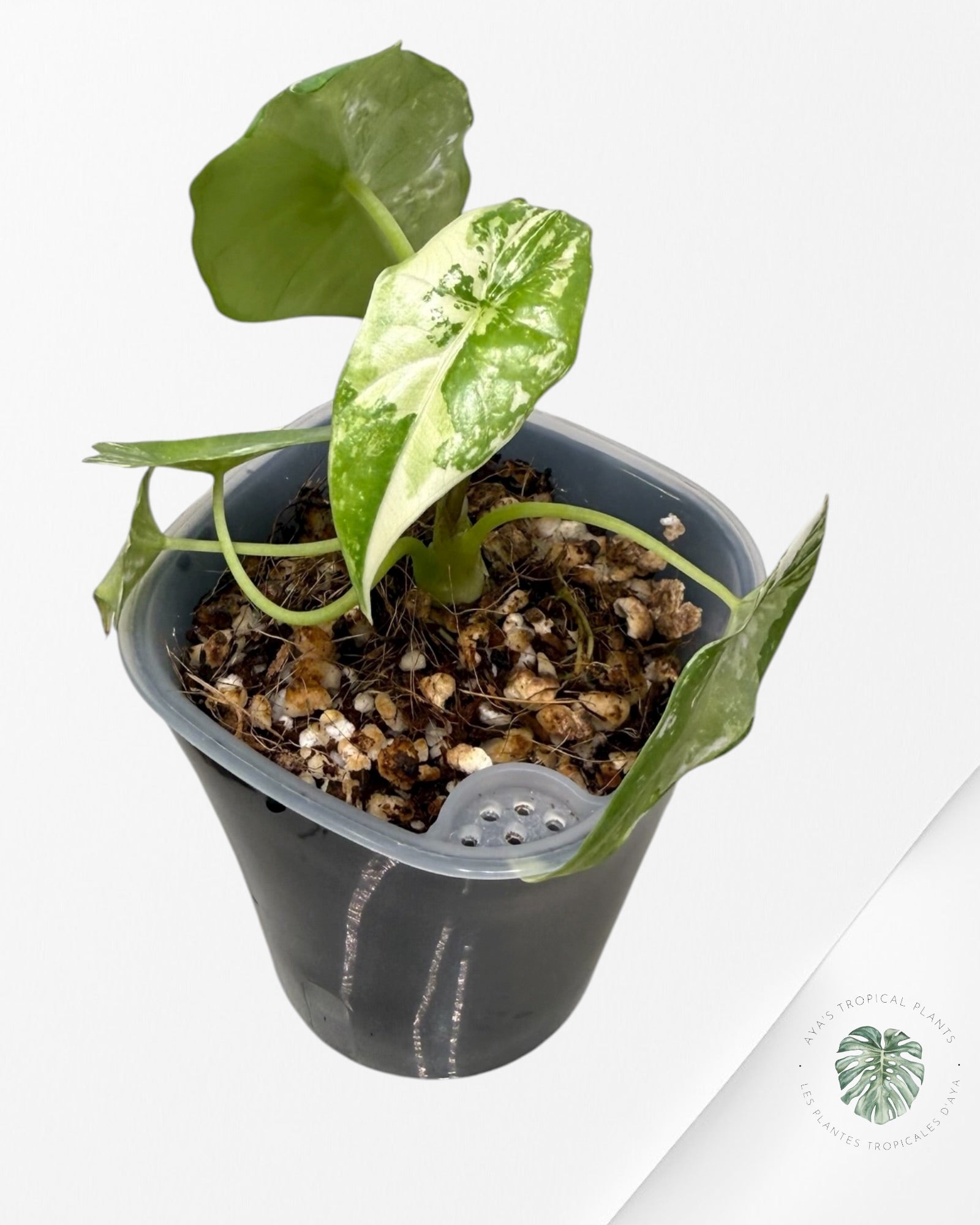 Alocasia Simpo Albo Variegated