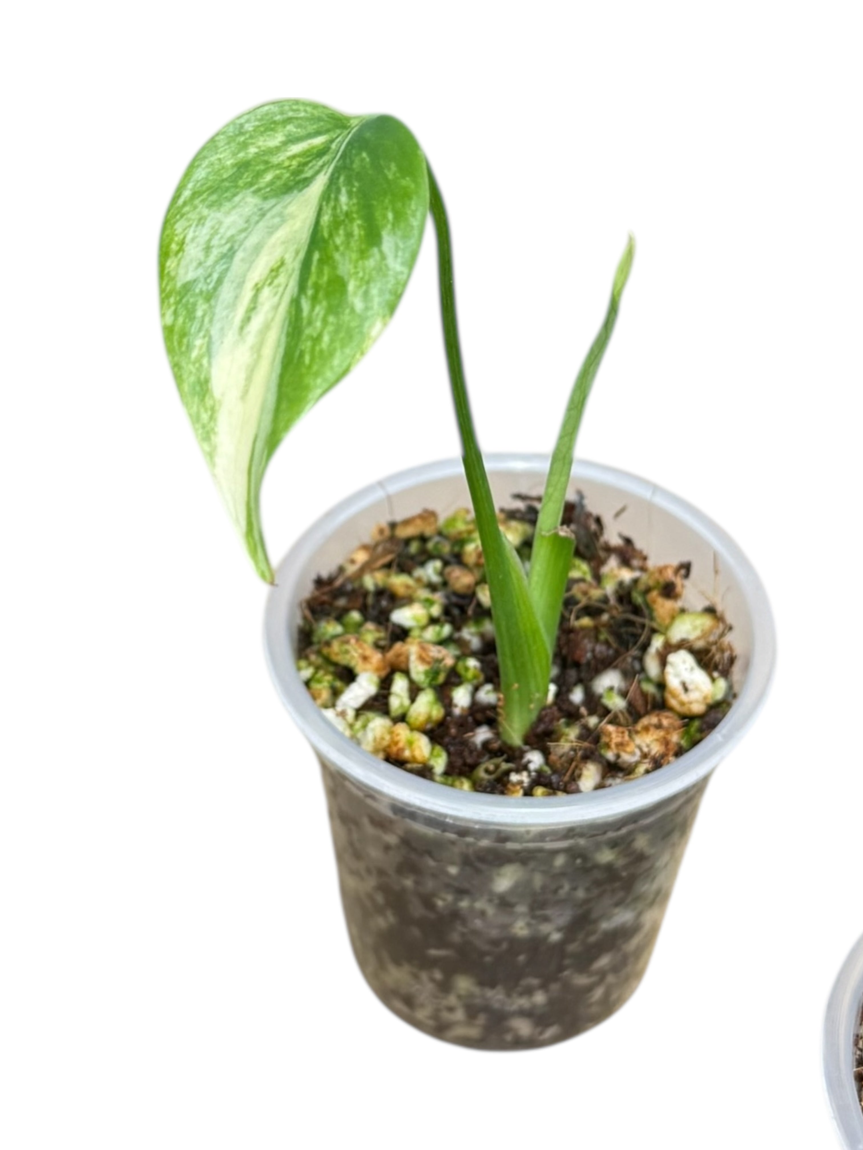 Monstera Aurea | Rare TC Plant | Aya's Tropical Plants