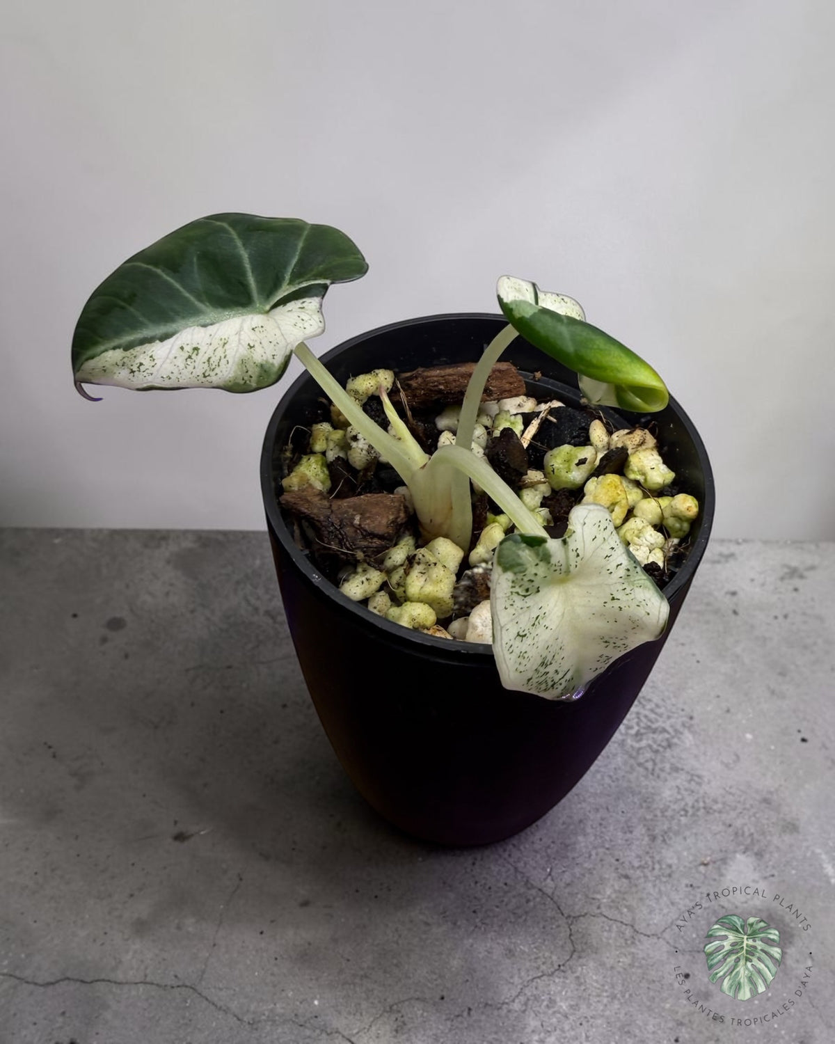 Alocasia Black Velvet Snowflake panaché