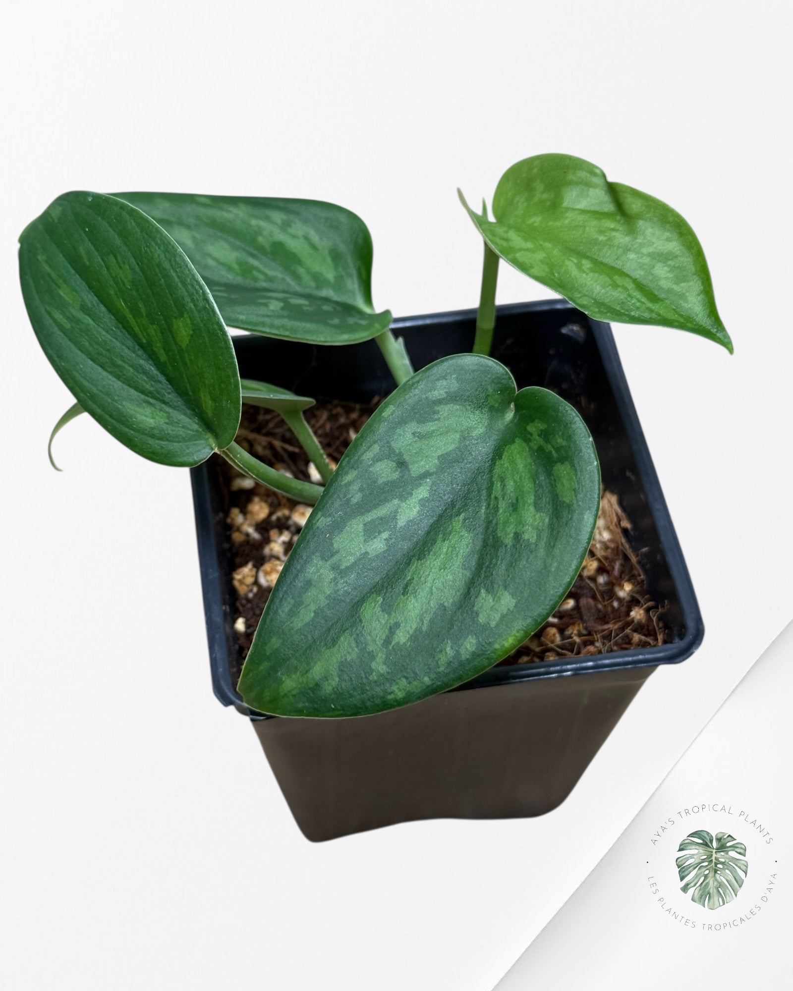 Scindapsus Green Army- 234