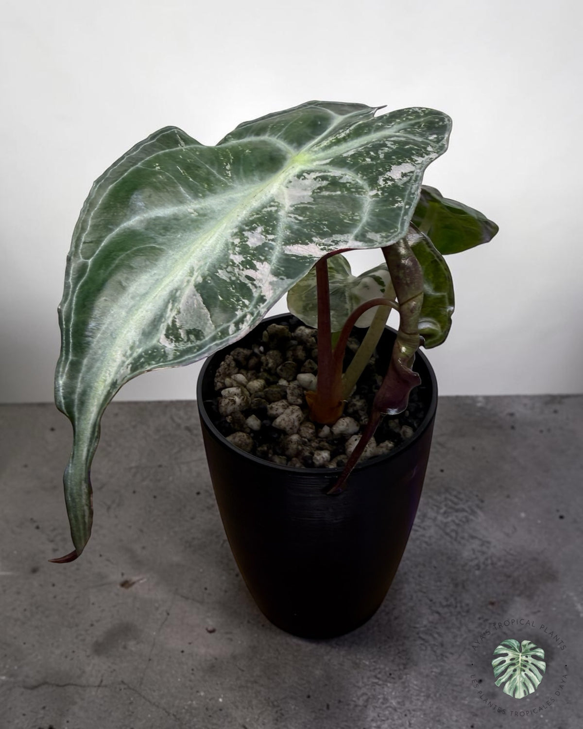 Alocasia Venom Pink Panachée Grade S | Rare et Premium