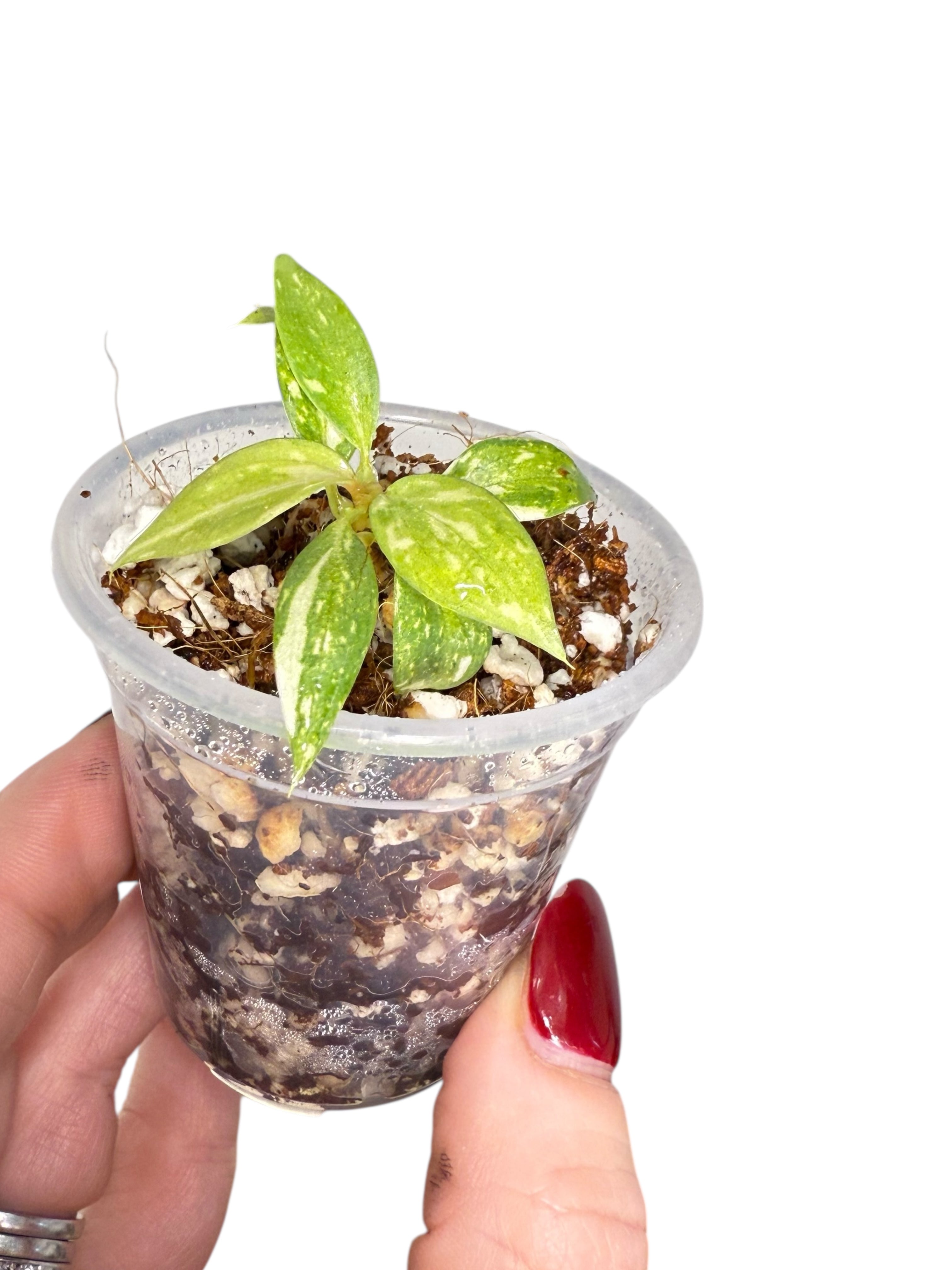 Philodendron Gloriosum Variegated| Rare Tc Plant| Aya’s Tropical Plants