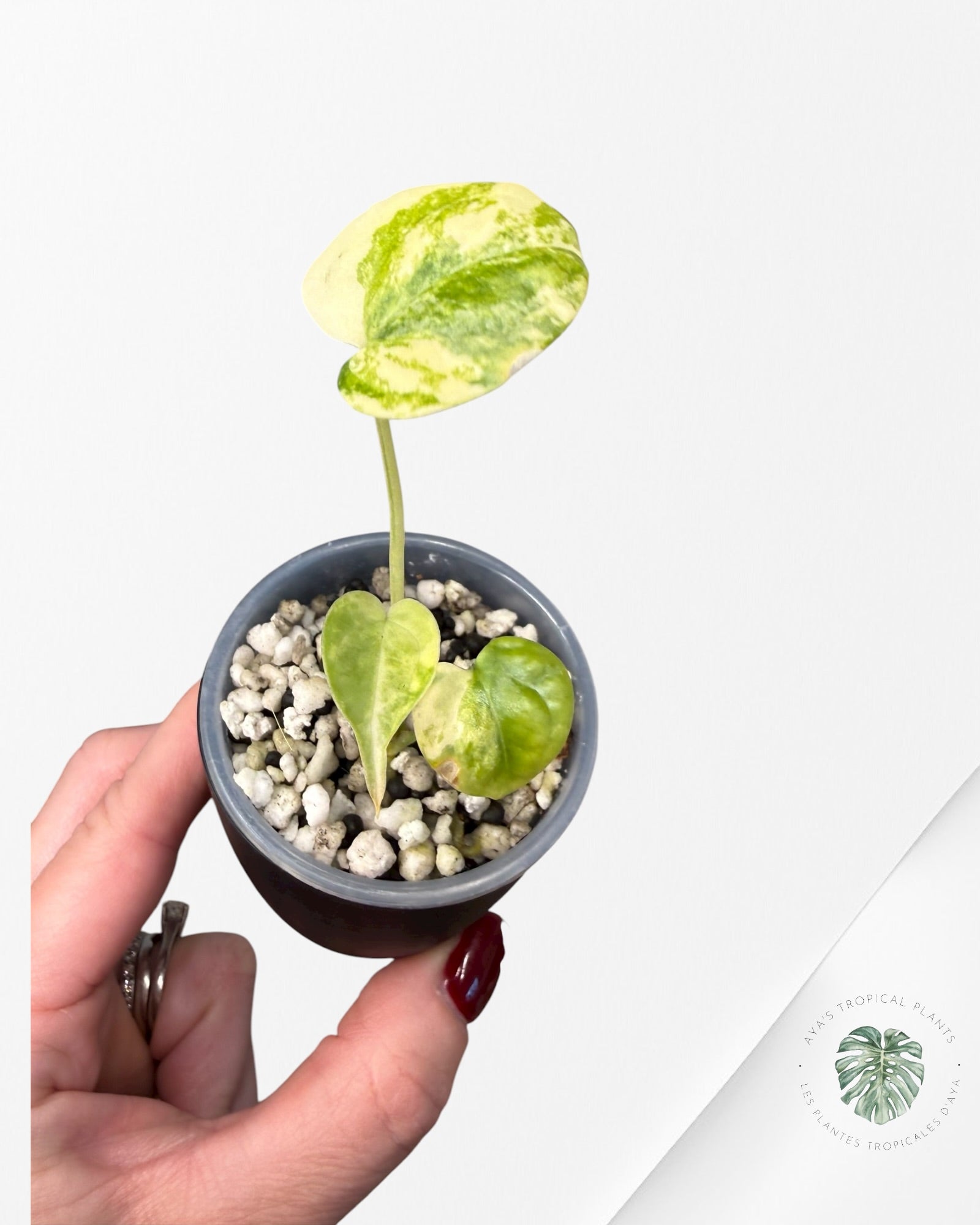 Anthurium Clarinervium Aurea Variegated