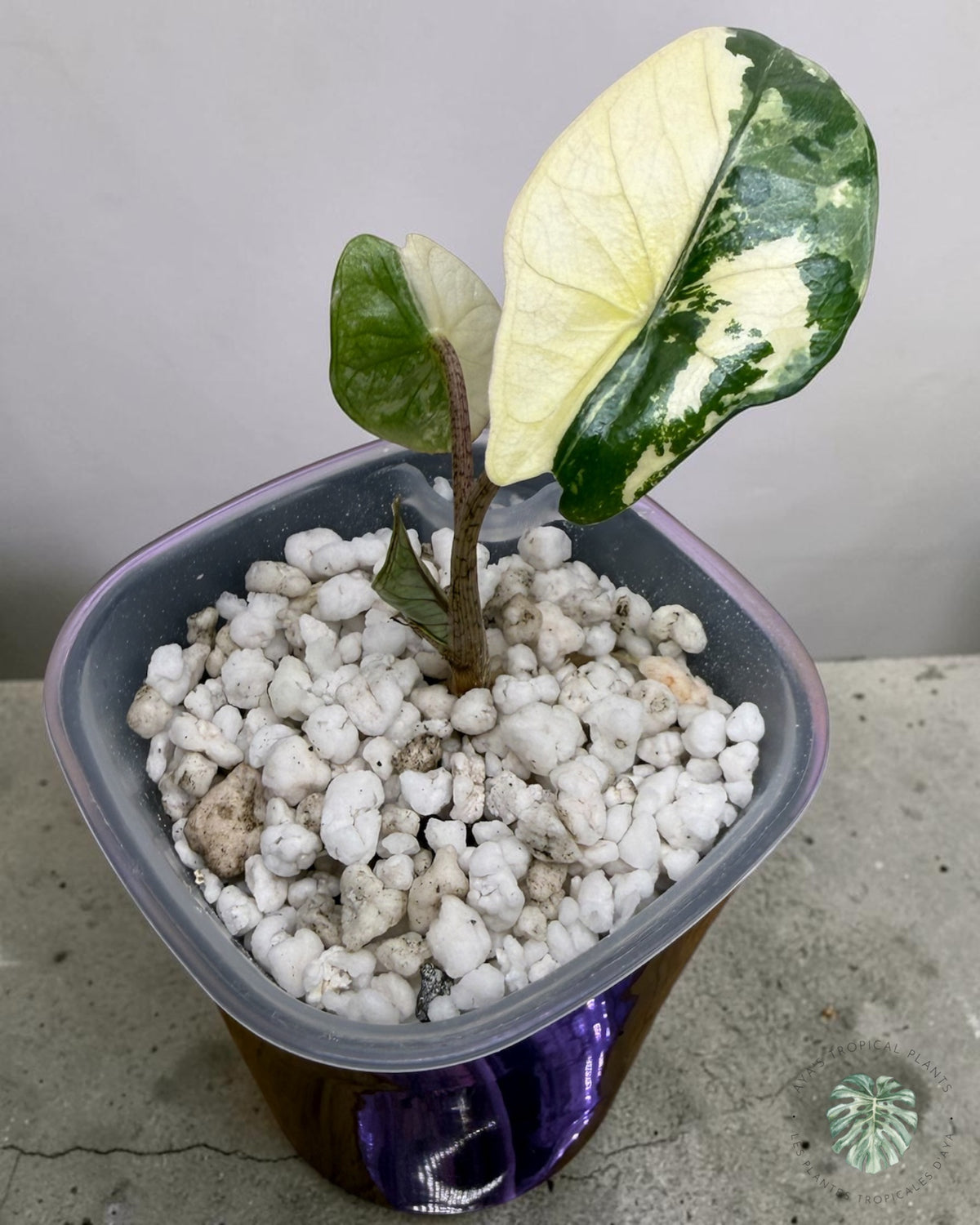 Alocasia Heterophylla Metallic Blue Albo