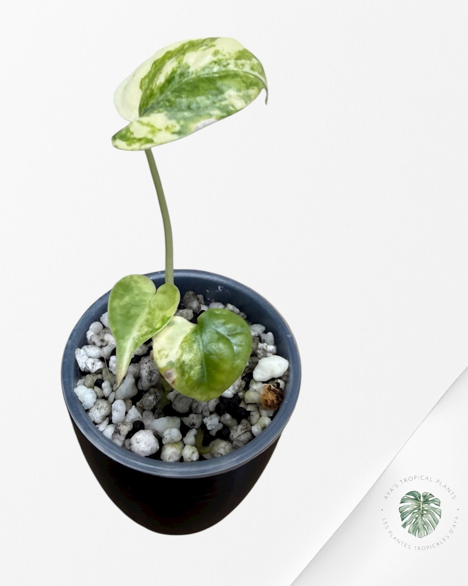 Anthurium Clarinervium Aurea Variegated