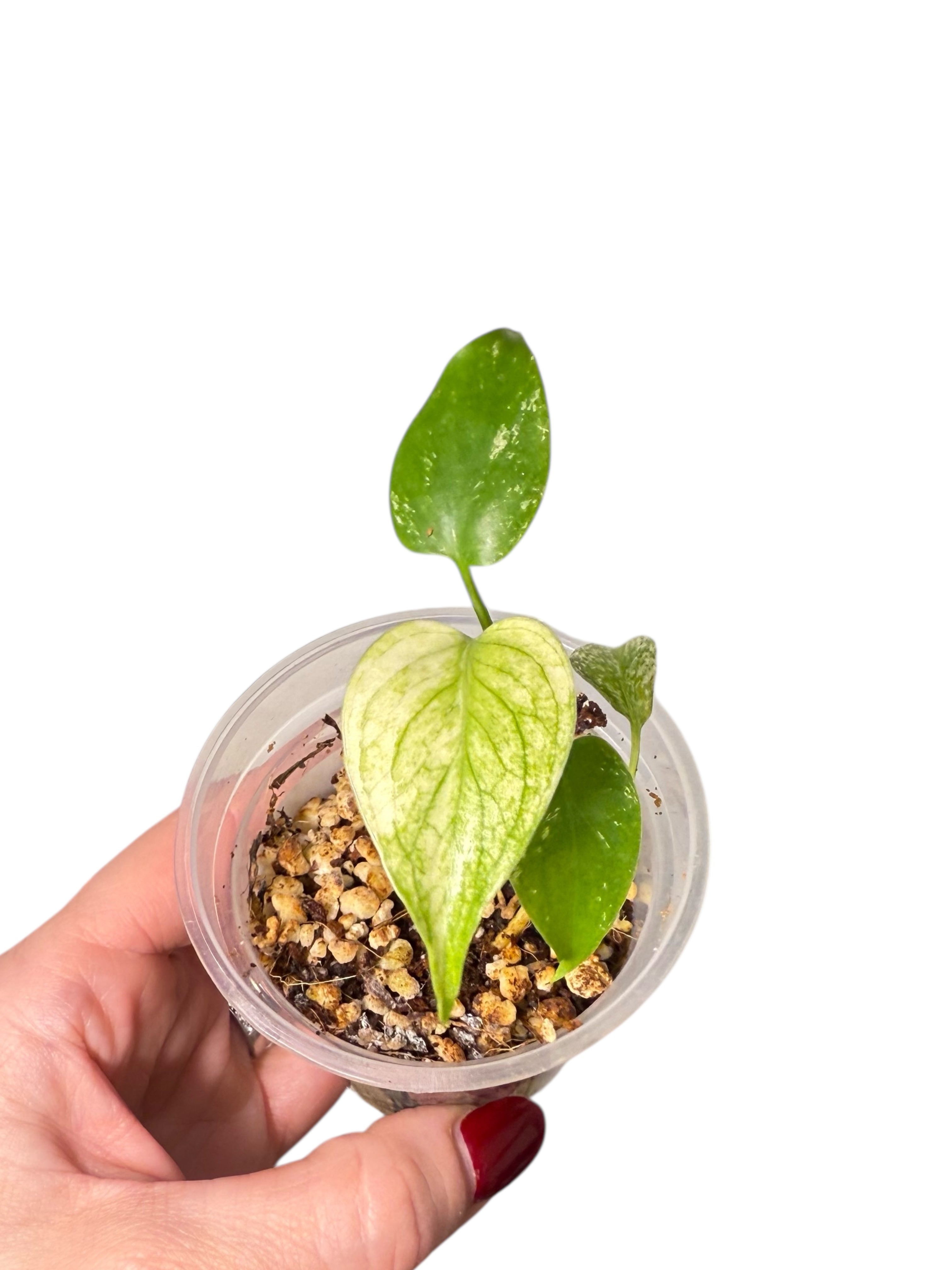 Monstera Mint| Rare TC Plant | Aya's Tropical Plants