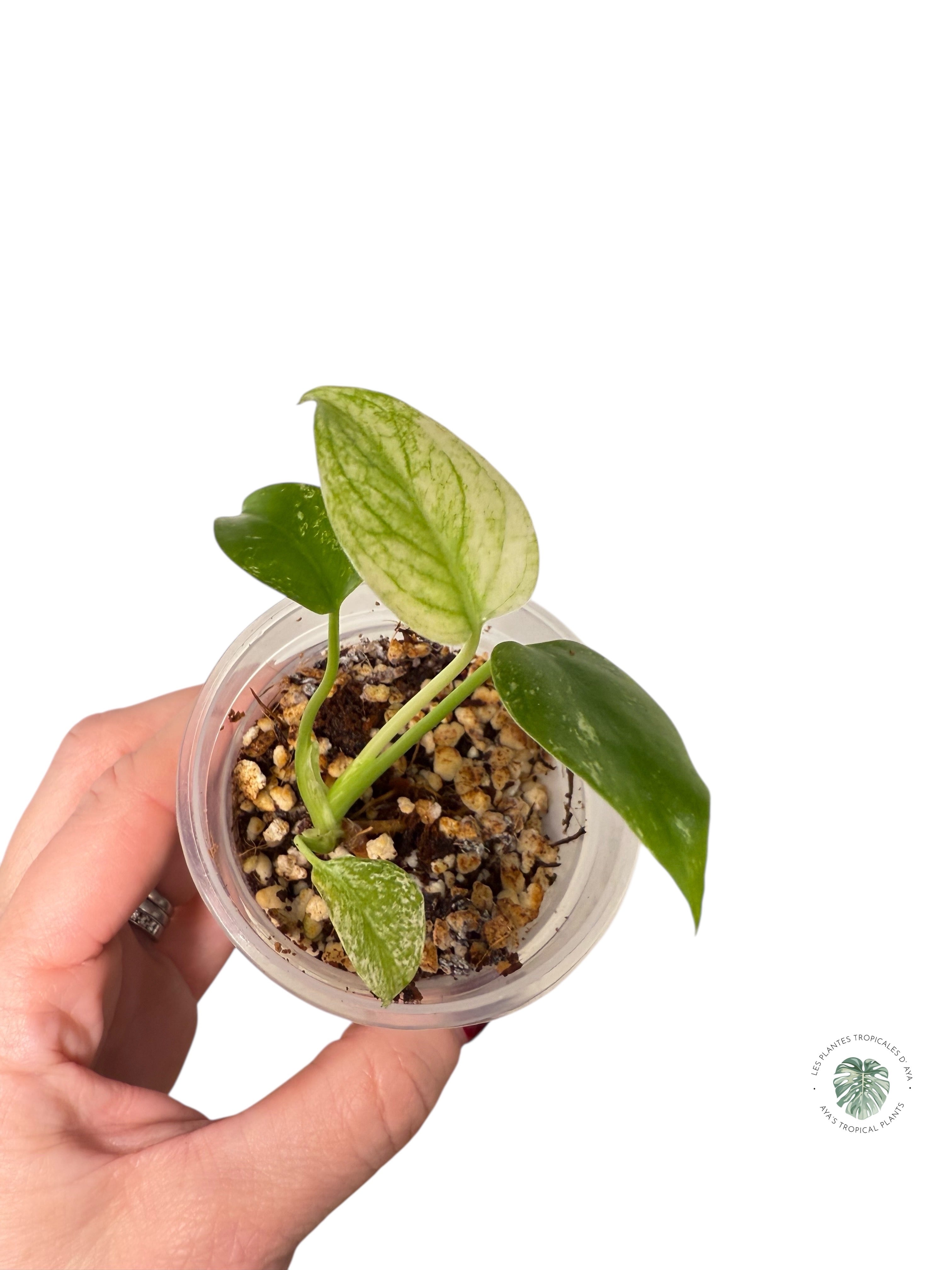 Monstera Mint| Rare TC Plant | Aya's Tropical Plants