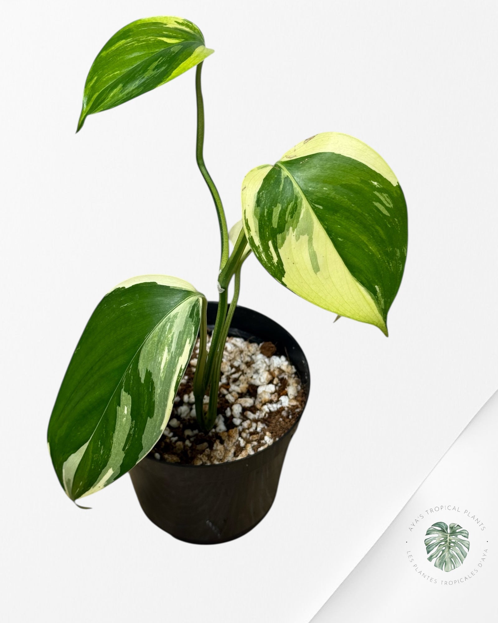 Scindapsus Blue Albo-GG