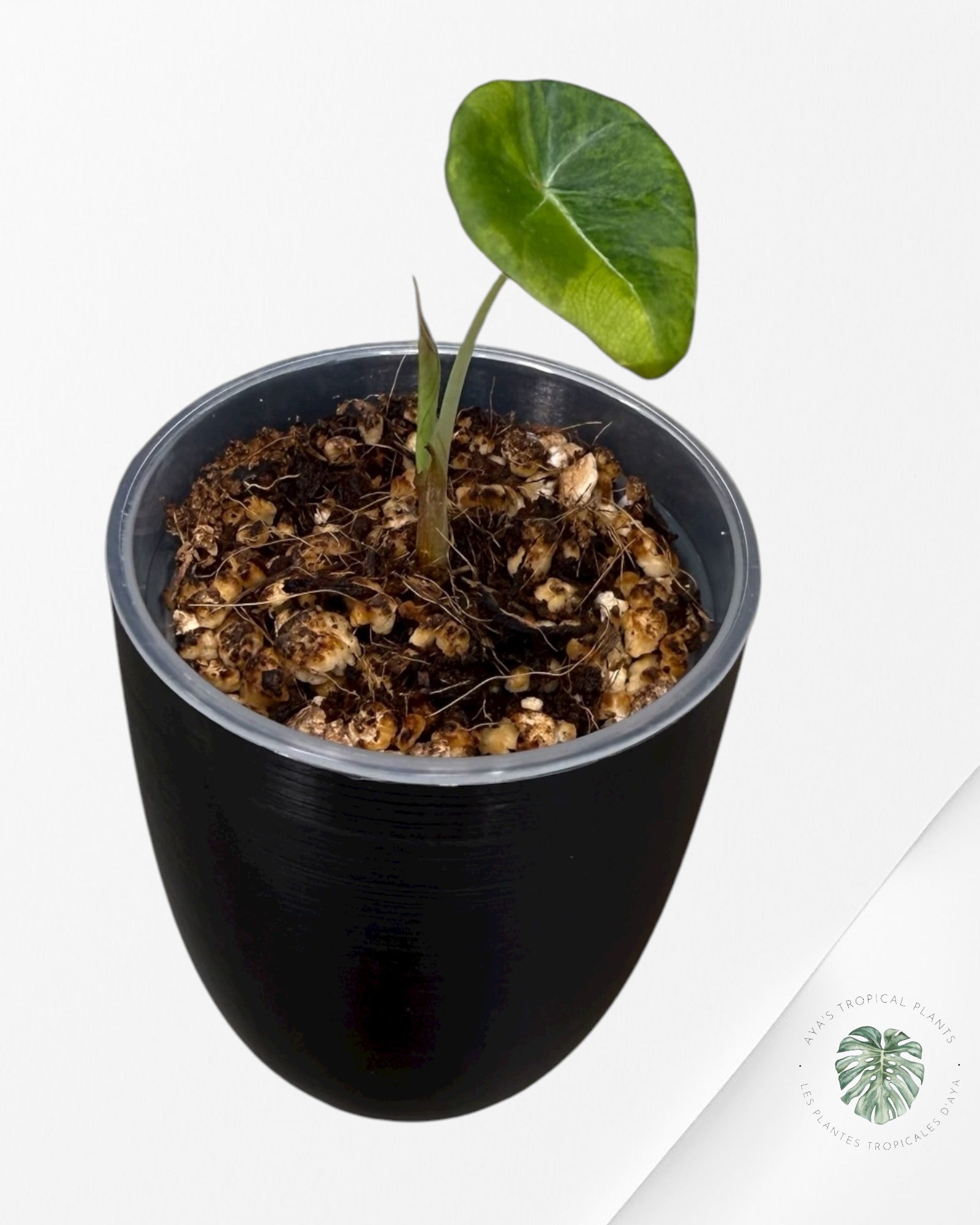 Alocasia Black Velvet Aurea Variegated